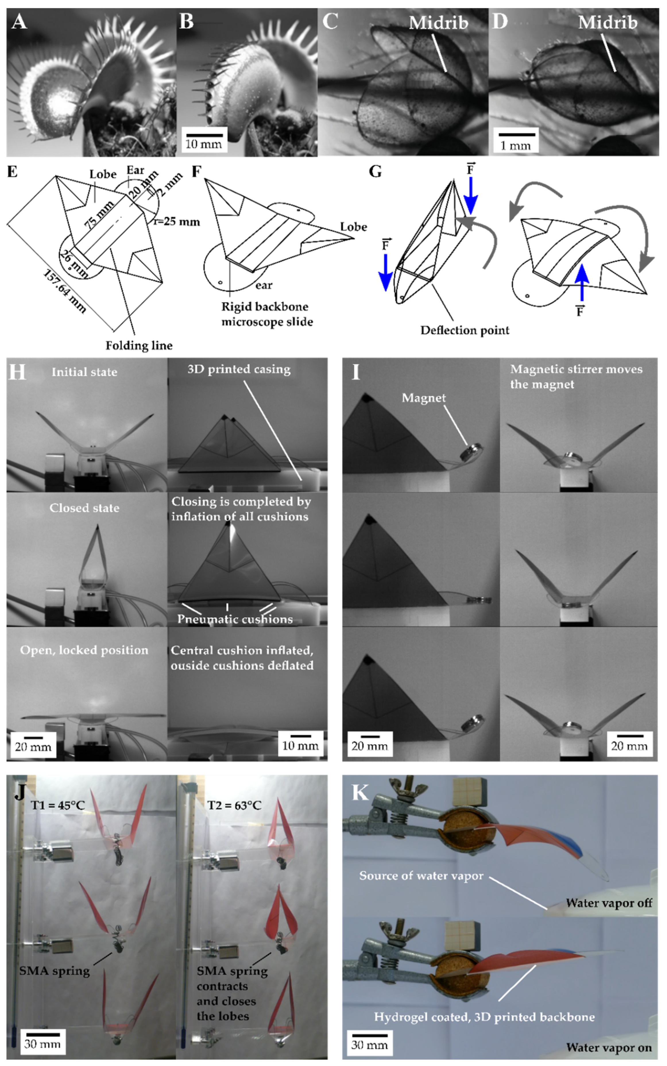 Biomimetics 07 00099 g001