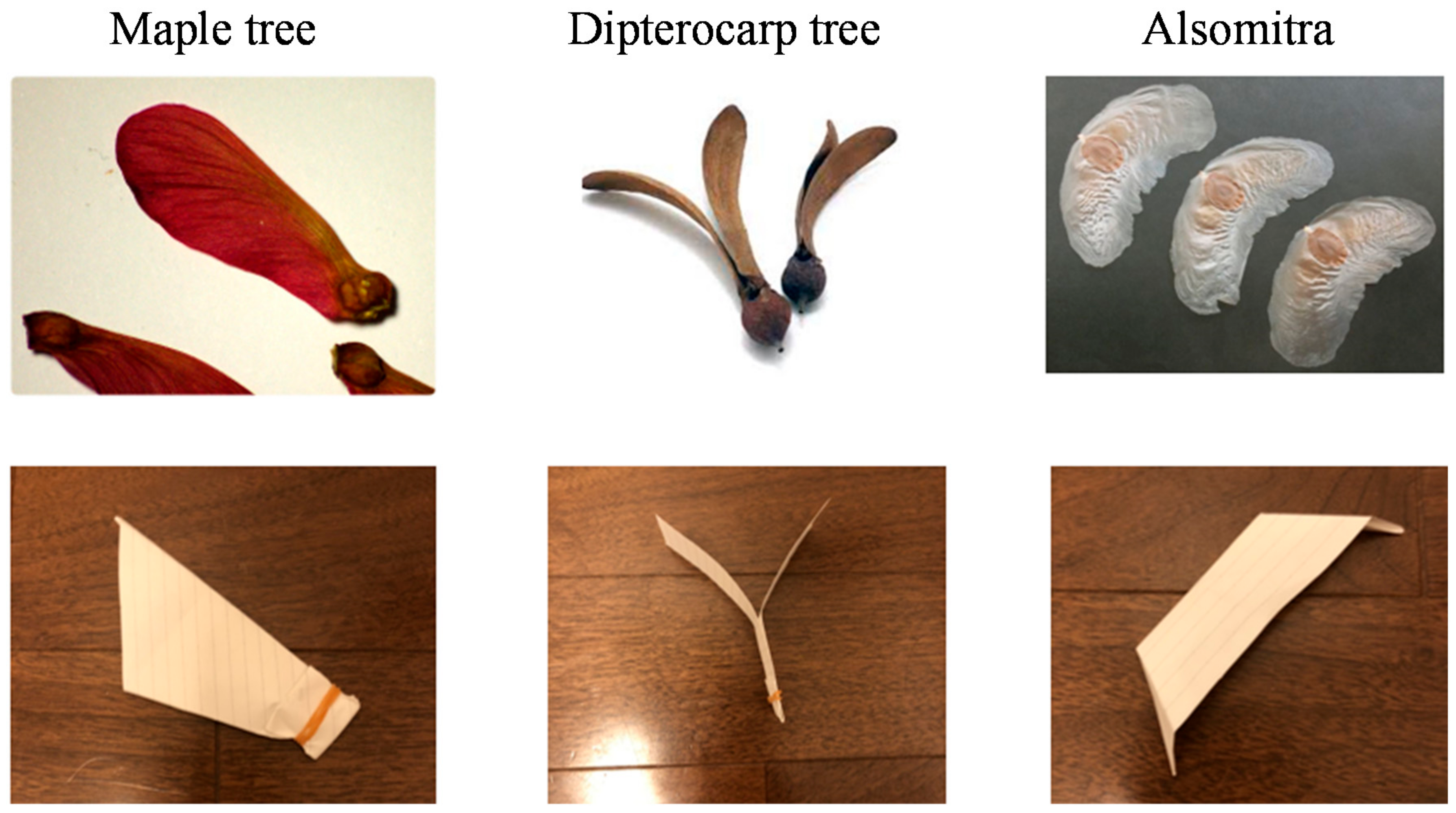 Biomimetics 07 00114 g001