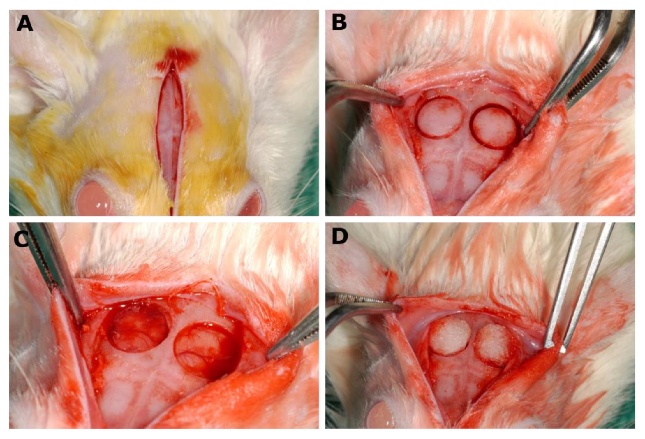 Biomimetics 07 00143 g001