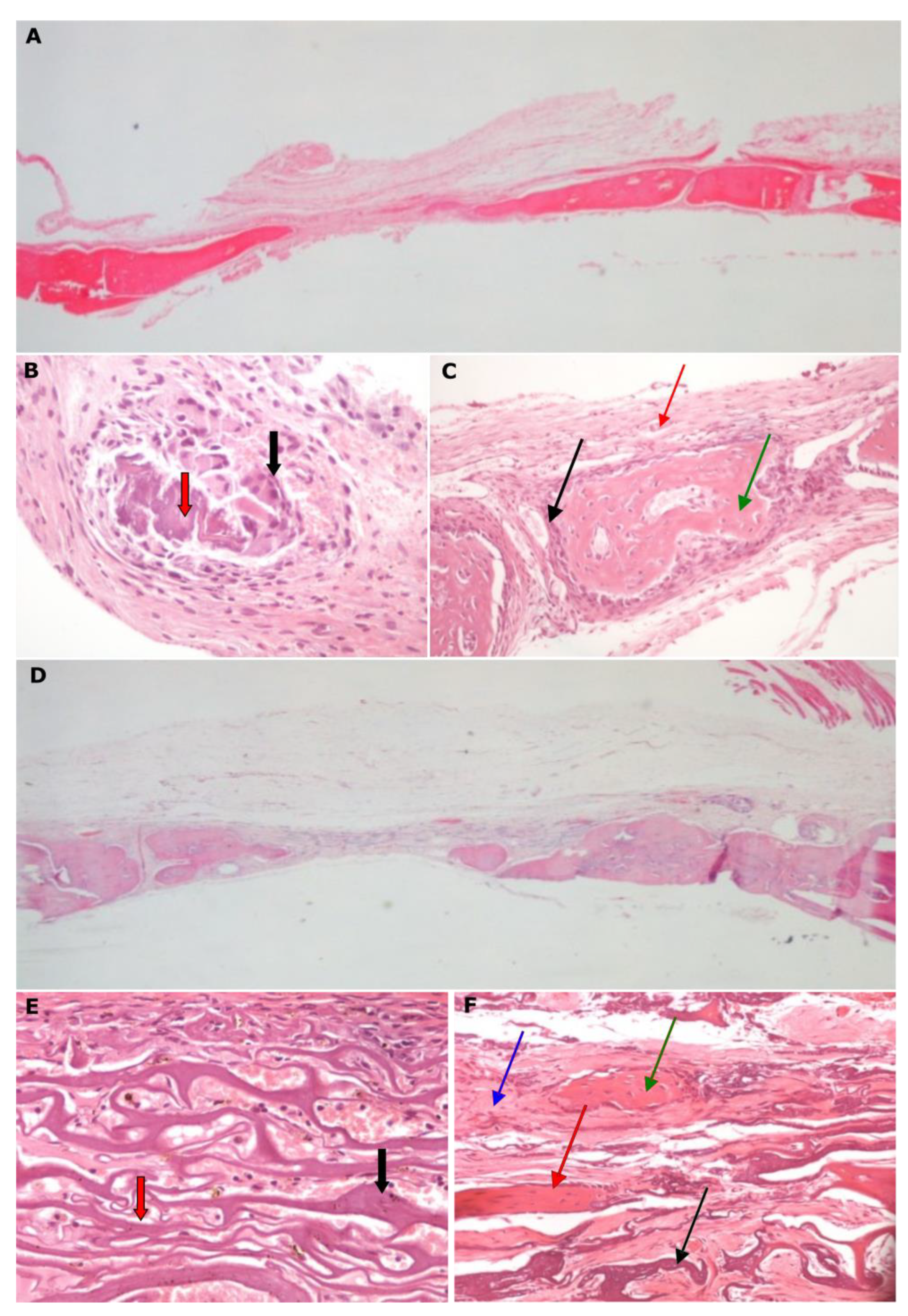 Biomimetics 07 00143 g005