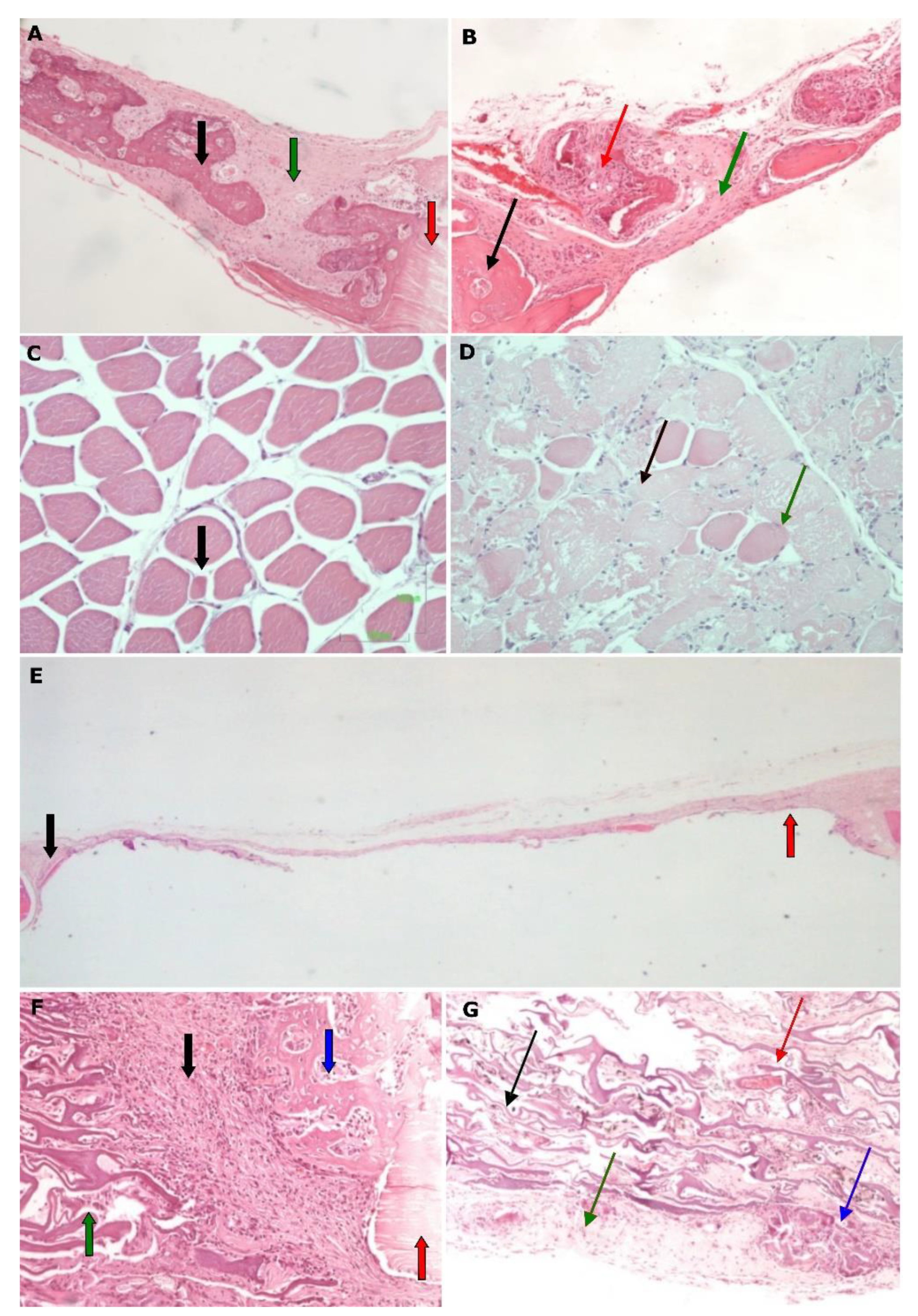 Biomimetics 07 00143 g006