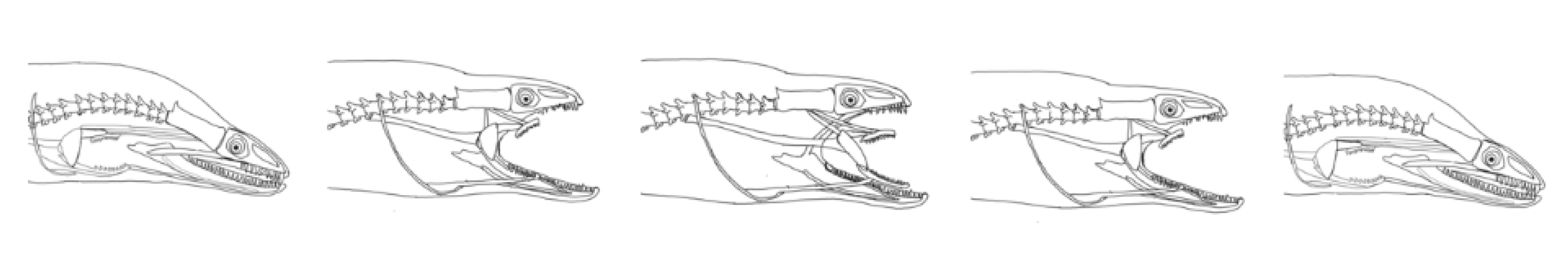 Biomimetics 07 00145 g003