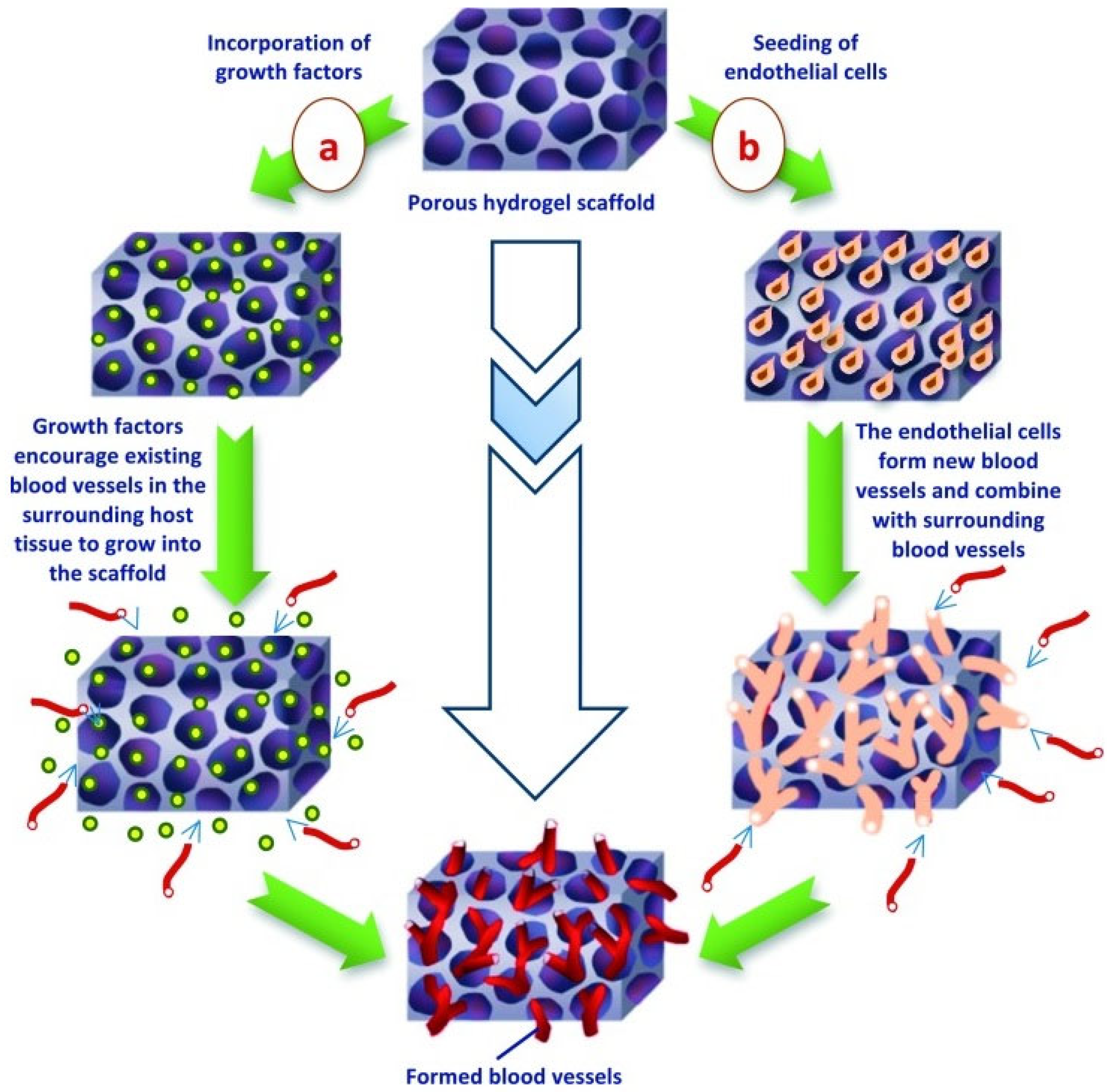 Biomimetics 07 00151 g005