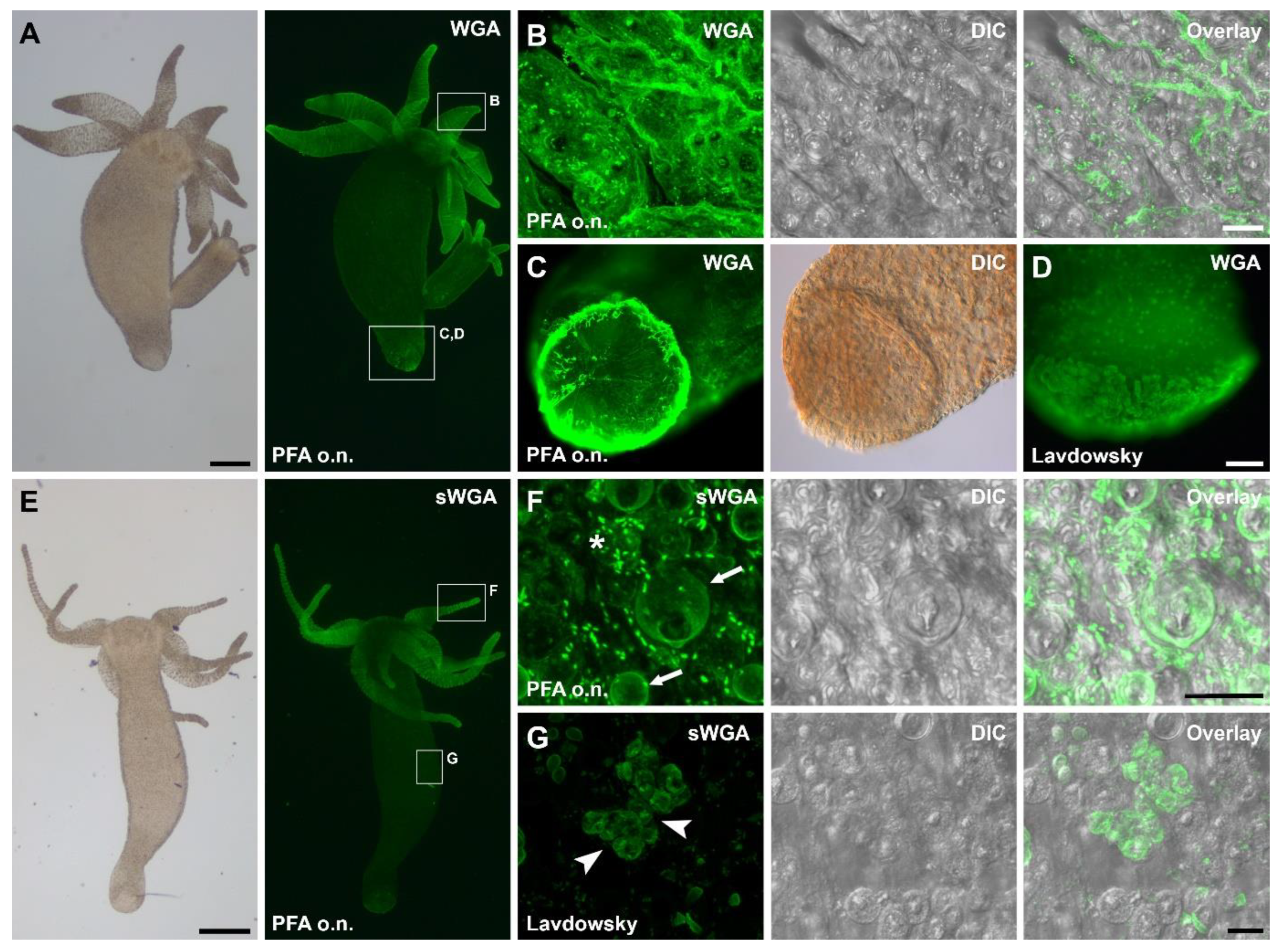Biomimetics 07 00166 g002 Biomimetics 07 00166 g002