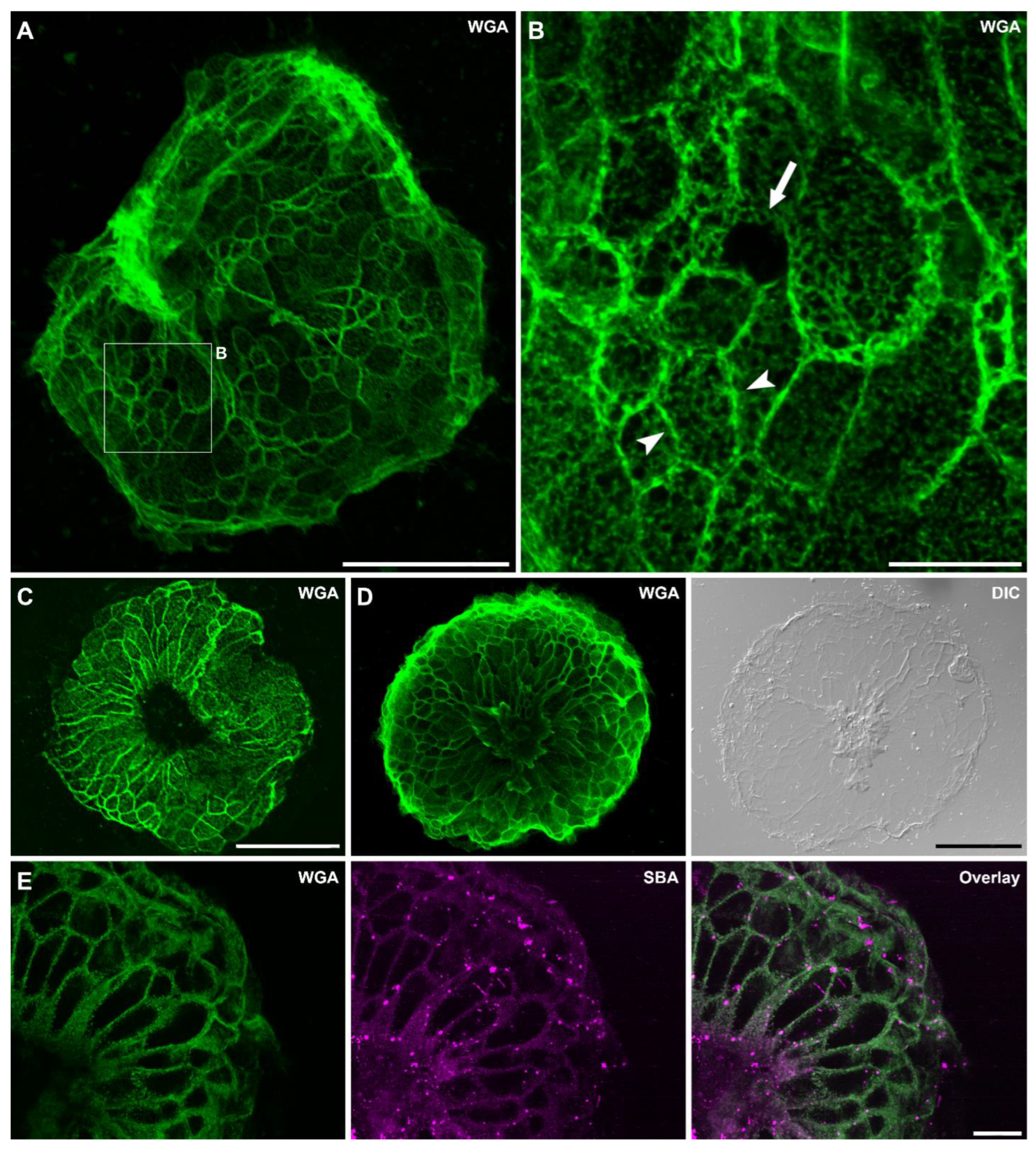 Biomimetics 07 00166 g003 Biomimetics 07 00166 g003