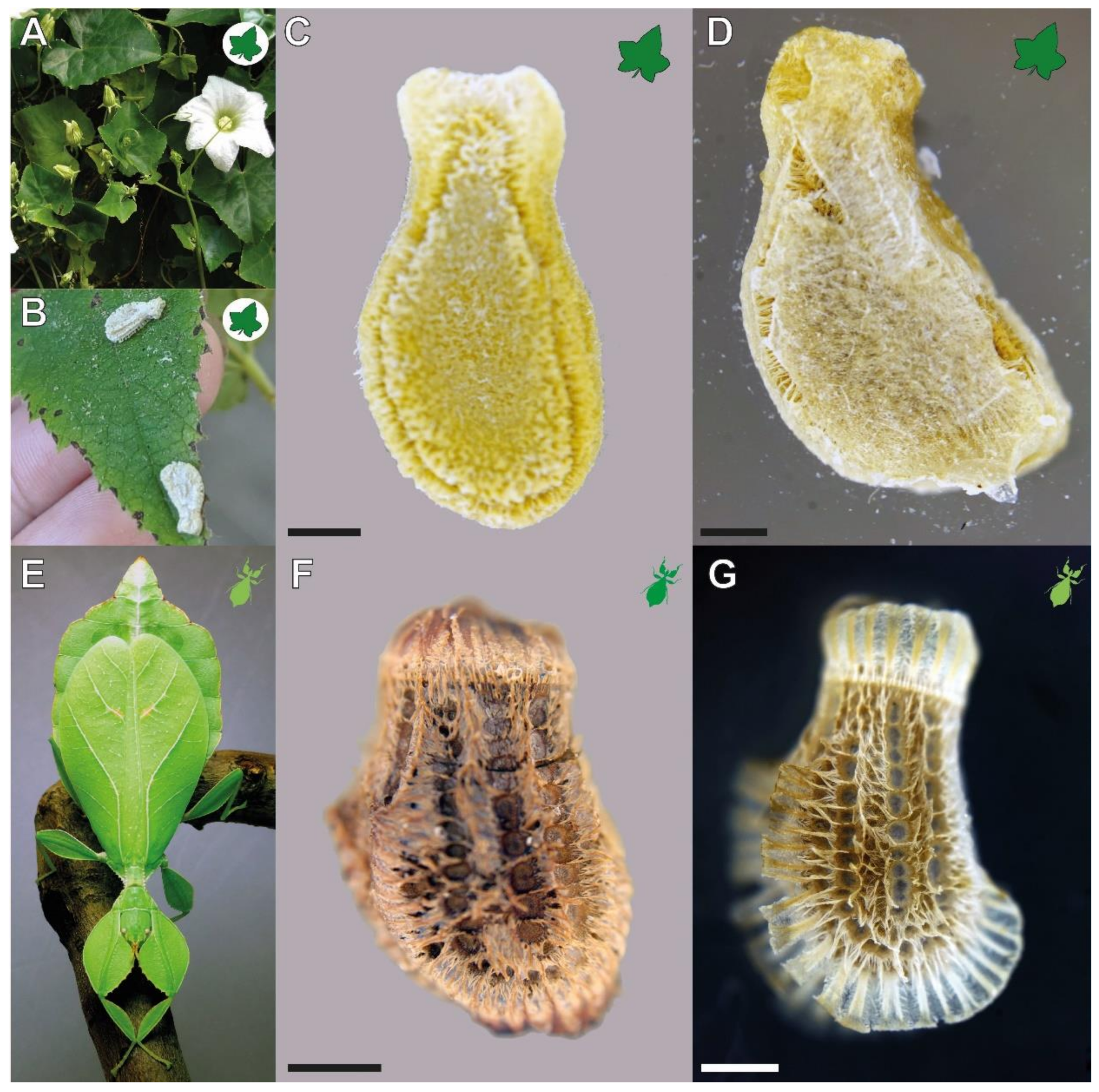 Biomimetics 07 00173 g001