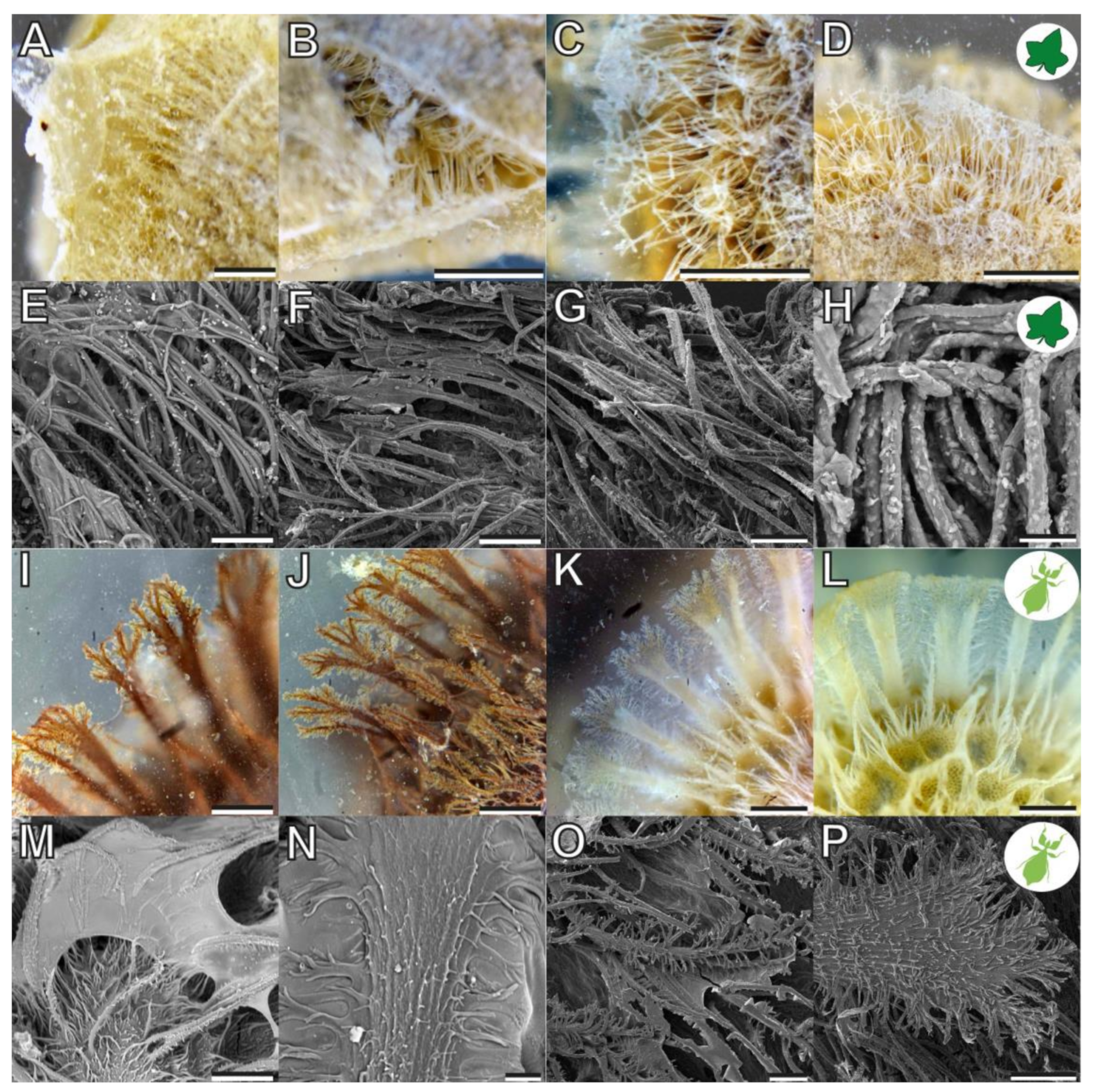 Biomimetics 07 00173 g004