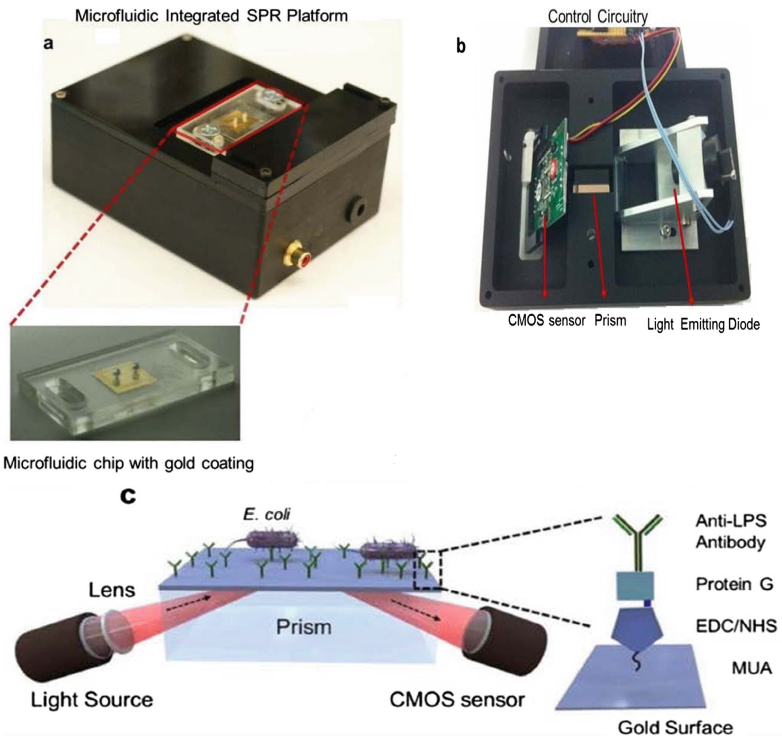 Biomimetics 07 00175 sch003