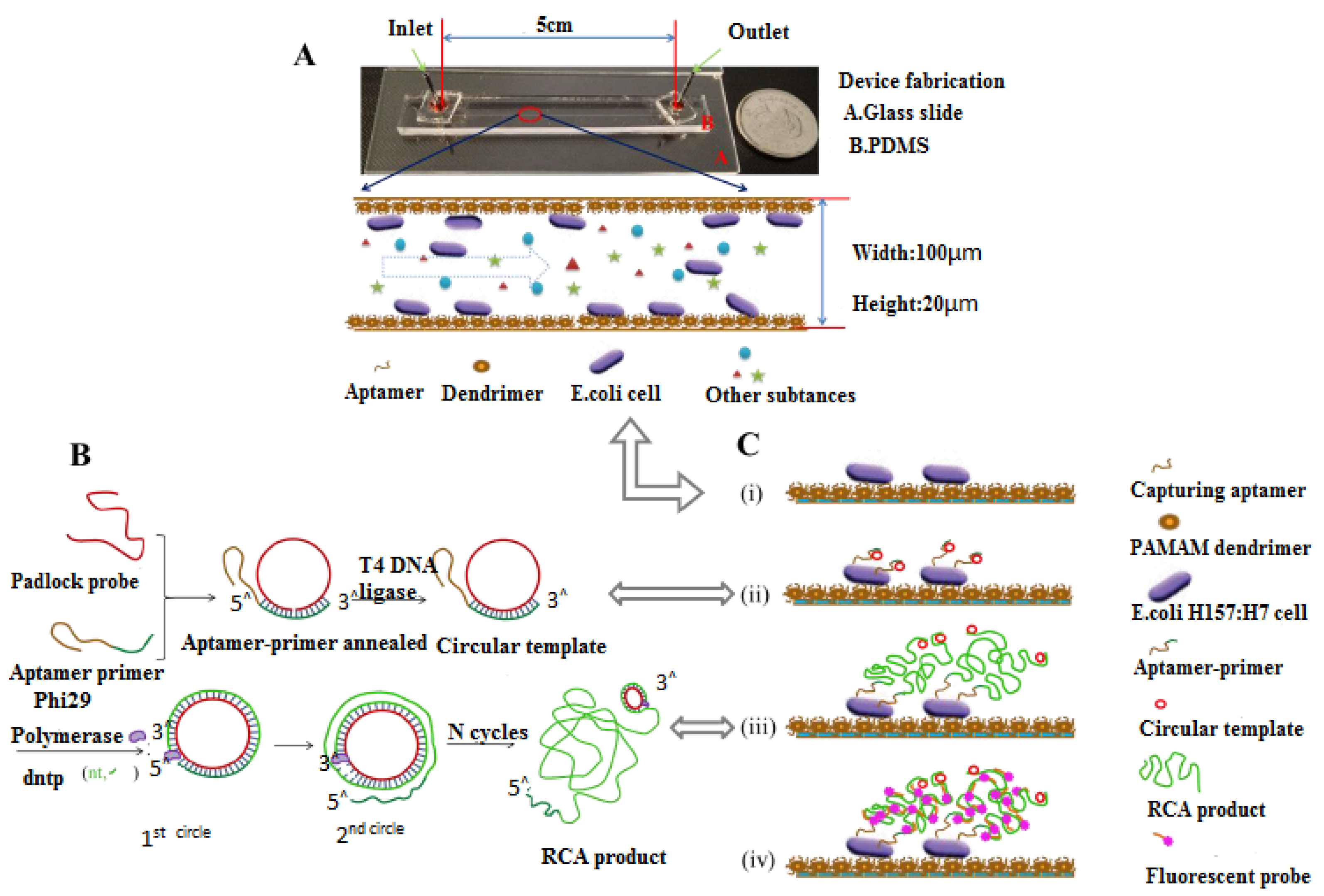 Biomimetics 07 00175 sch008