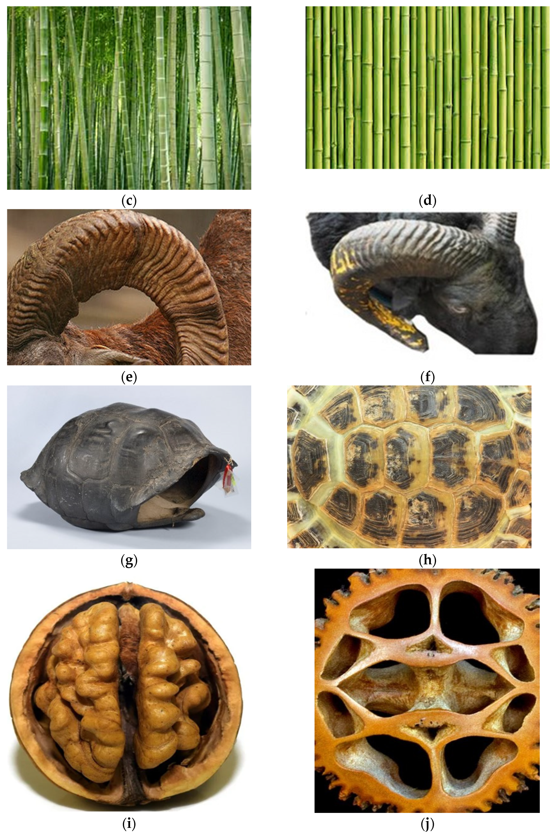 Biomimetics 07 00186 g002b Biomimetics 07 00186 g002b
