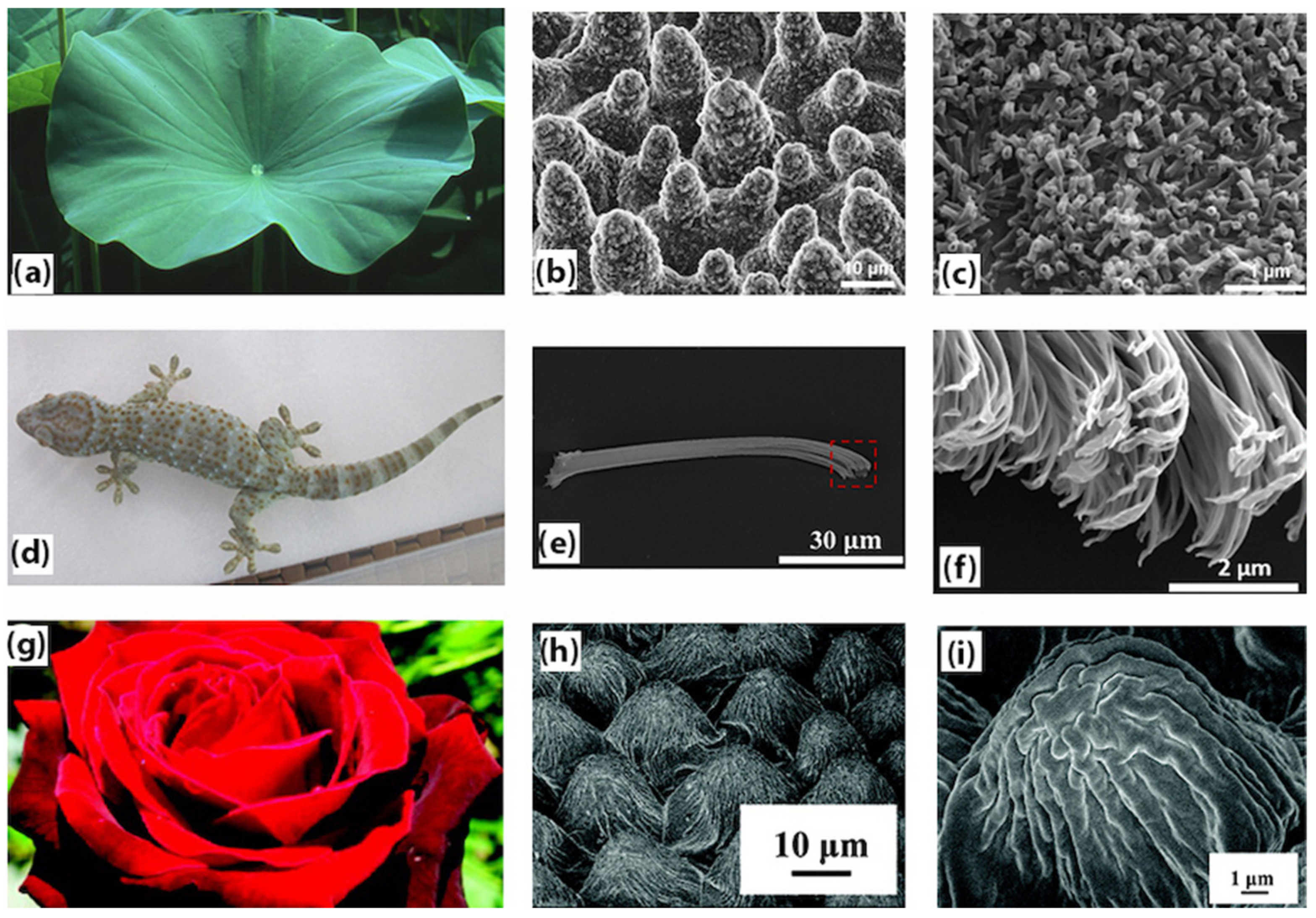 Biomimetics 07 00196 g001