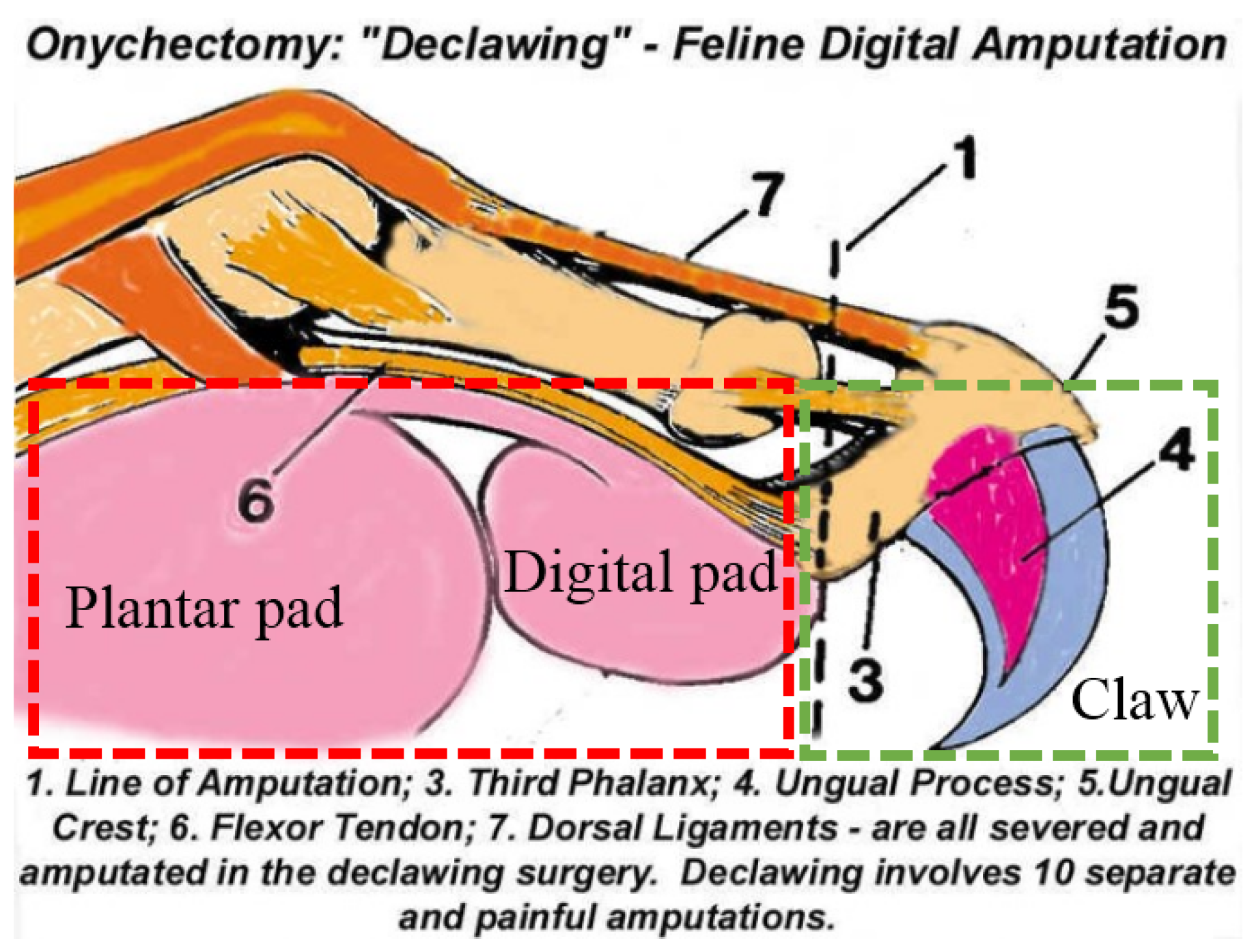 Biomimetics 07 00235 g002