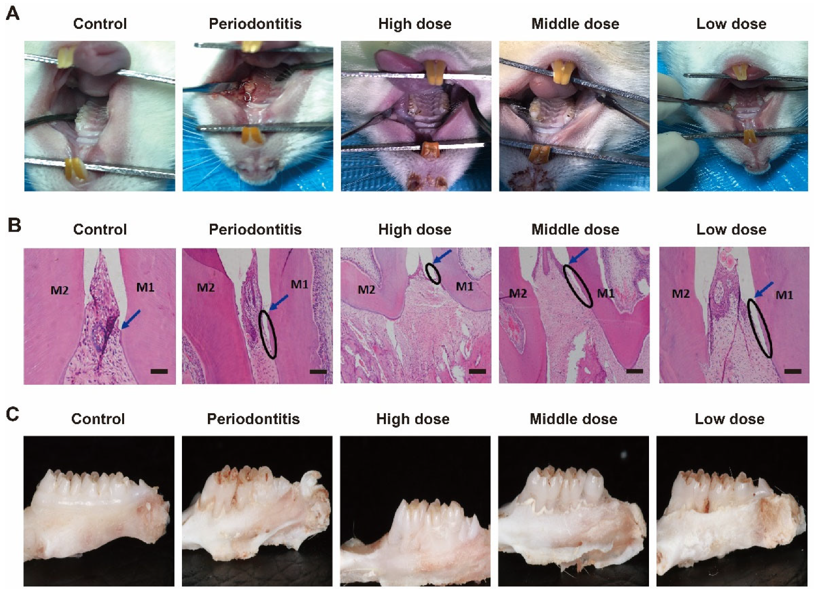 Biomimetics 07 00240 g003