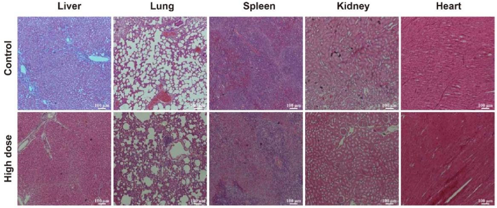 Biomimetics 07 00240 g006