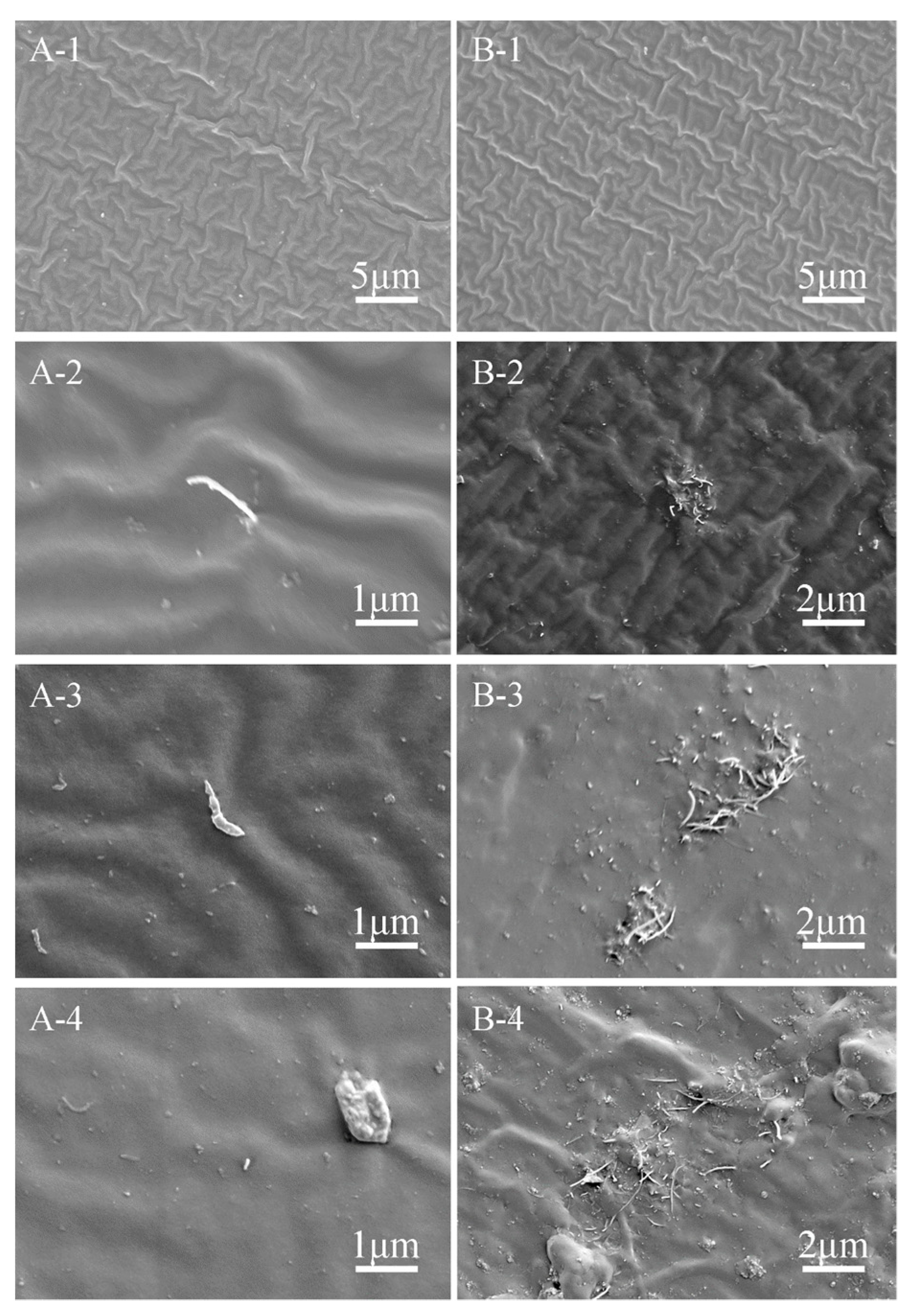 Biomimetics 07 00248 g003