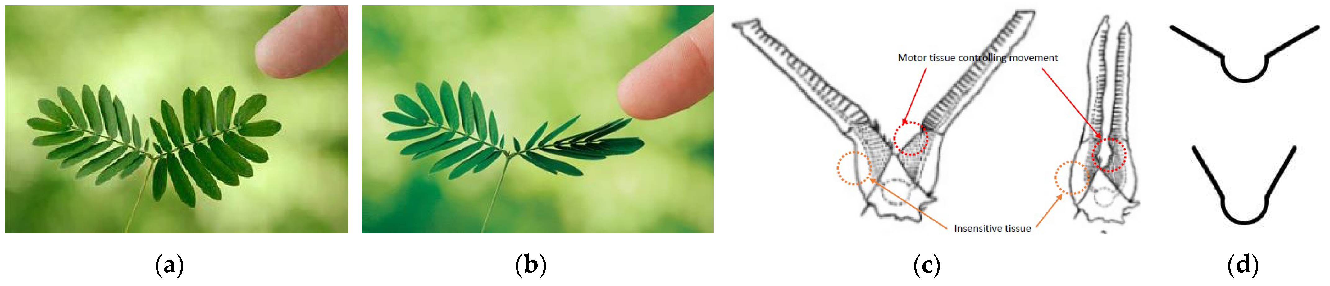 Biomimetics 08 00013 g009 Biomimetics 08 00013 g009