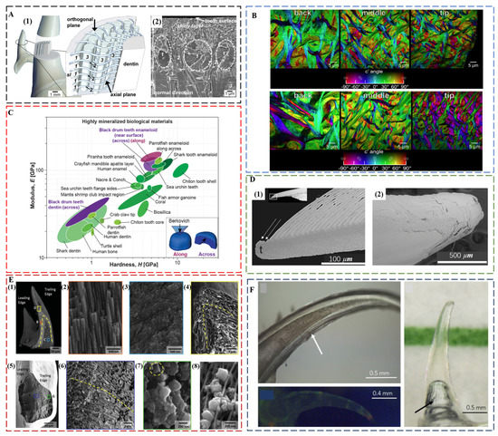 Biomimetics 08 00042 g003