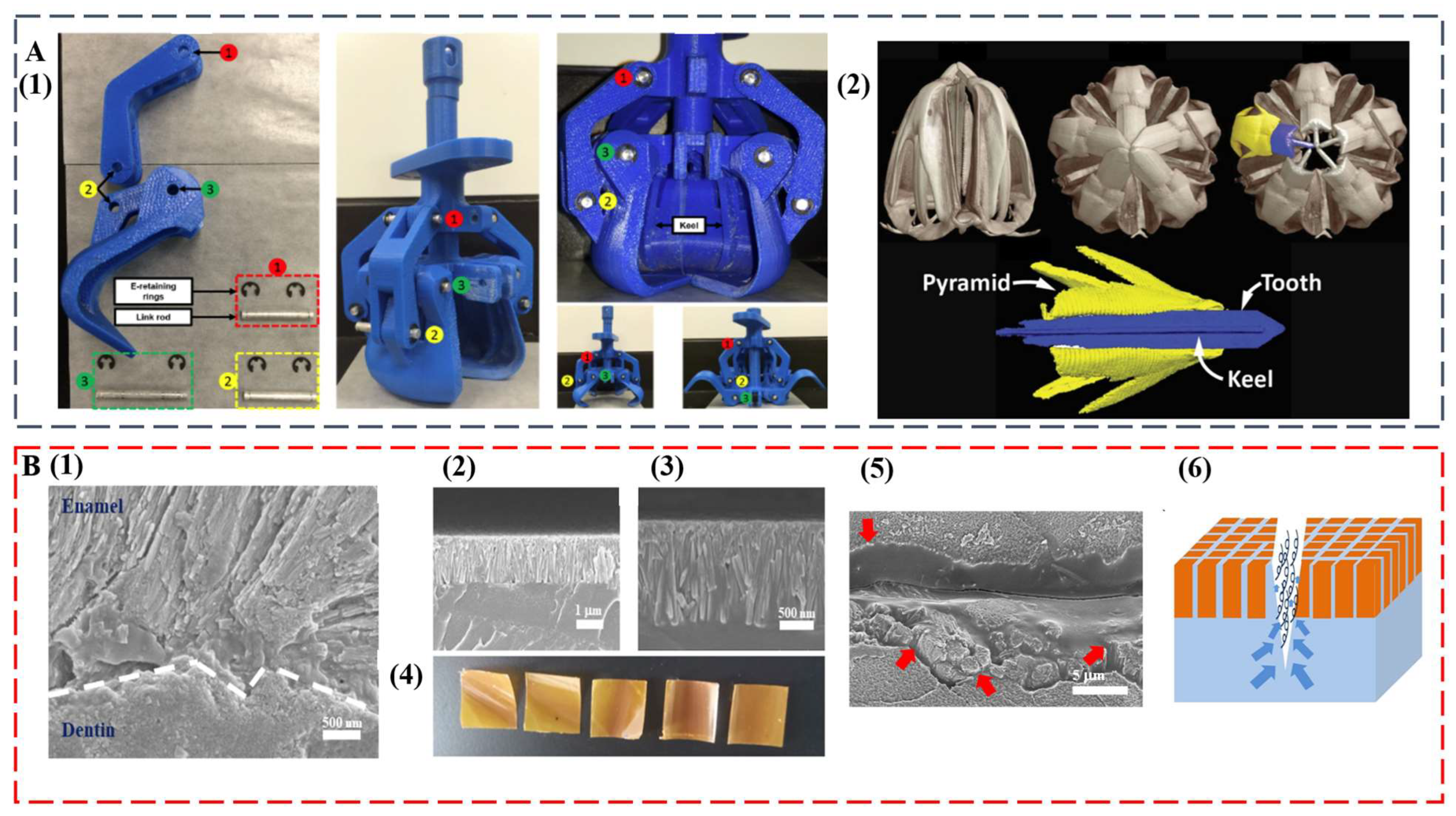 Biomimetics 08 00042 g005