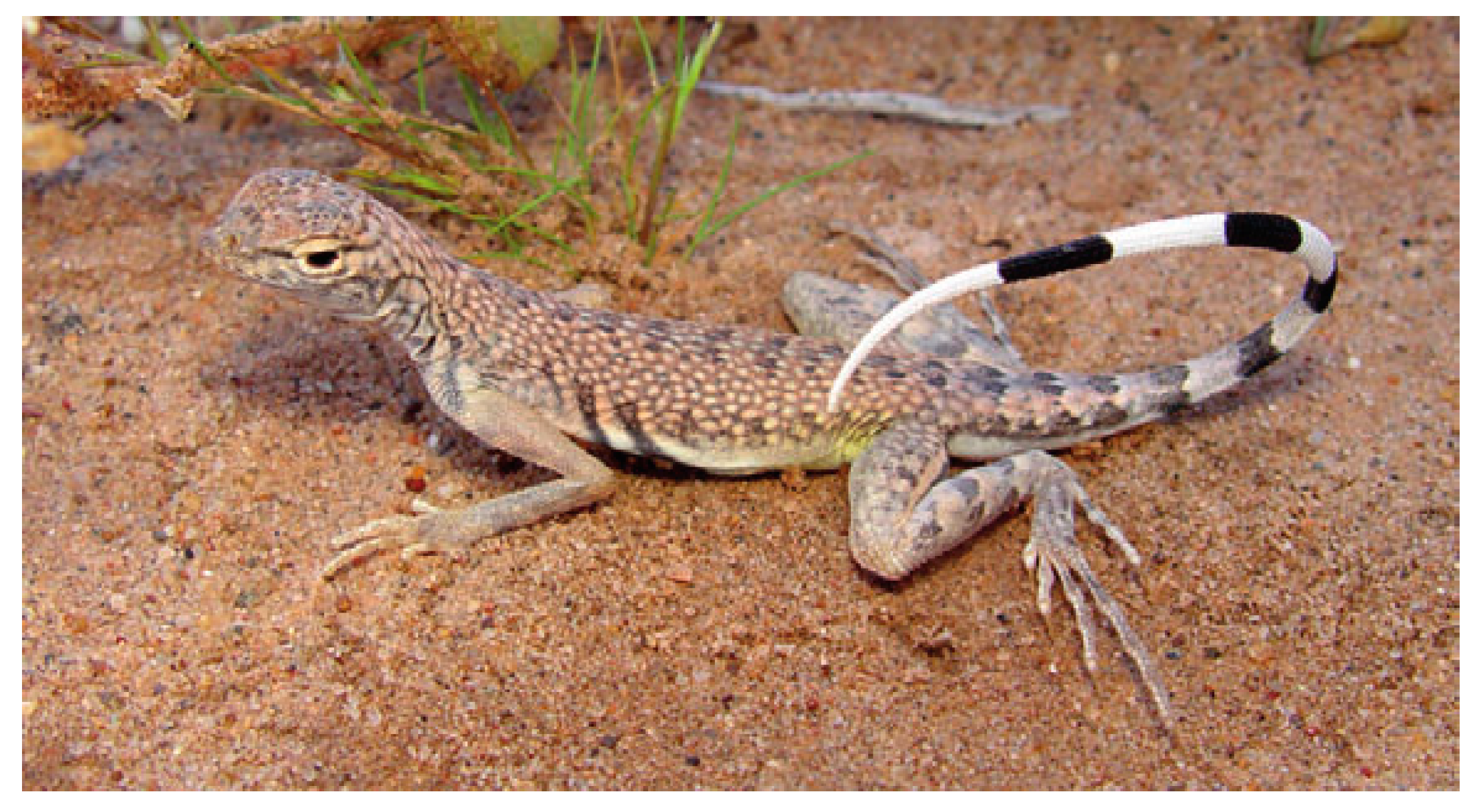 Biomimetics 08 00044 g001