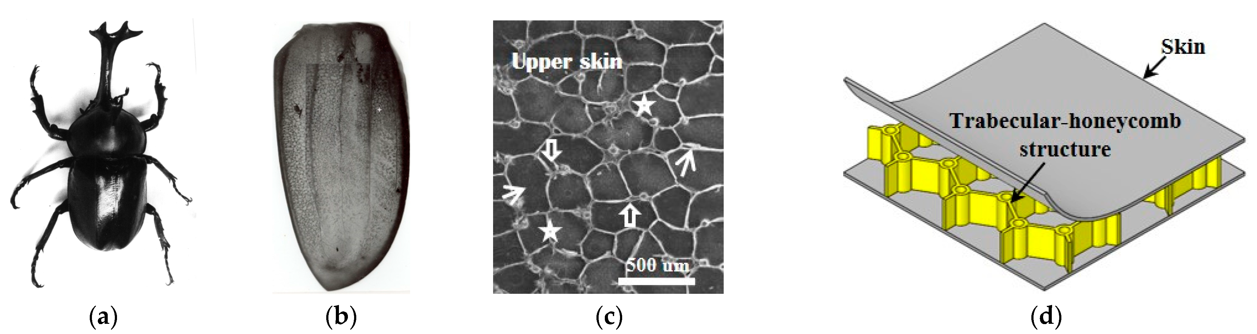 Biomimetics 08 00046 g001