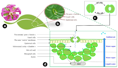 Biomimetics 08 00052 i002