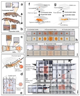 Biomimetics 08 00052 i010
