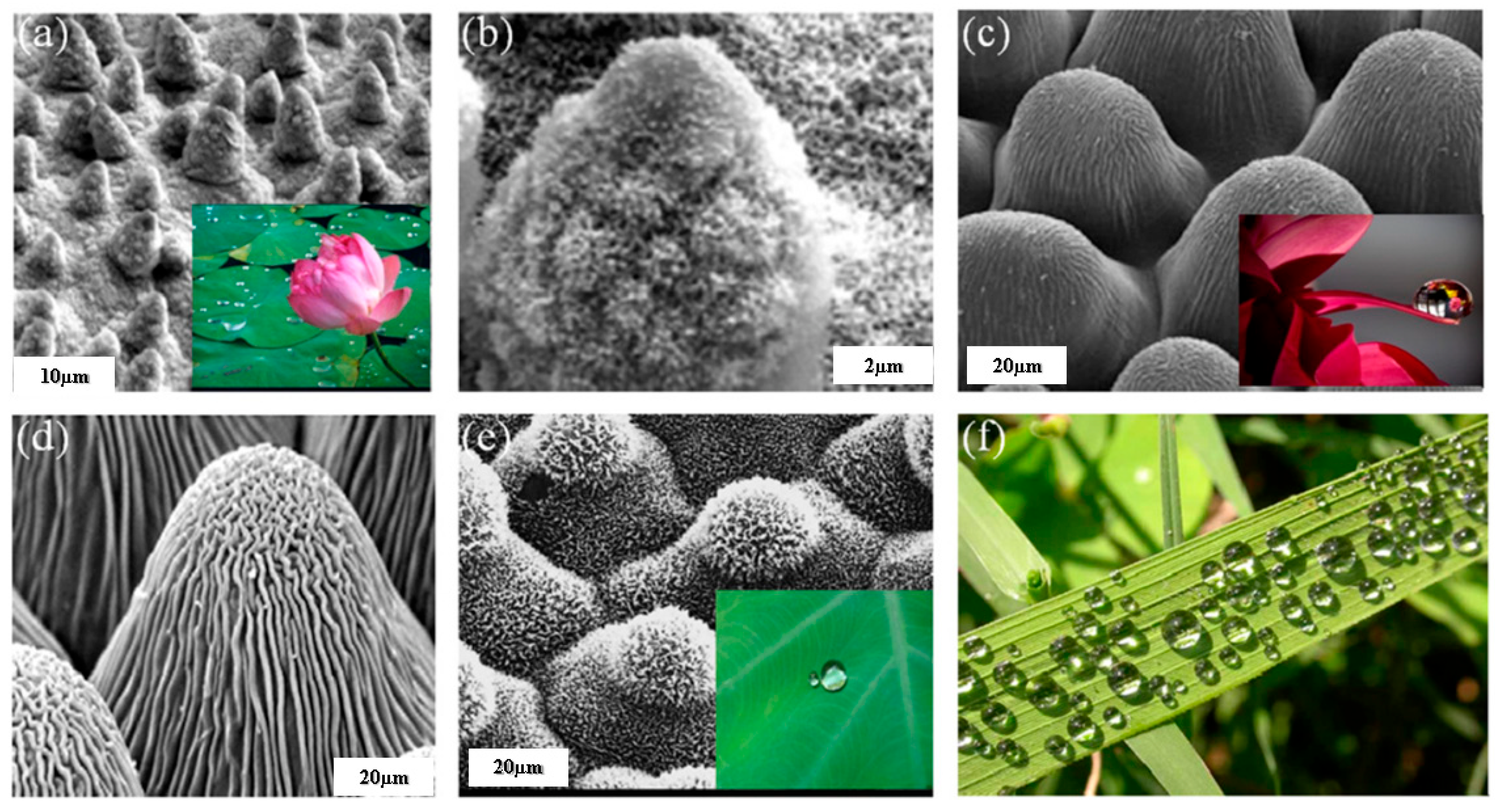 Biomimetics 08 00062 g001 Biomimetics 08 00062 g001