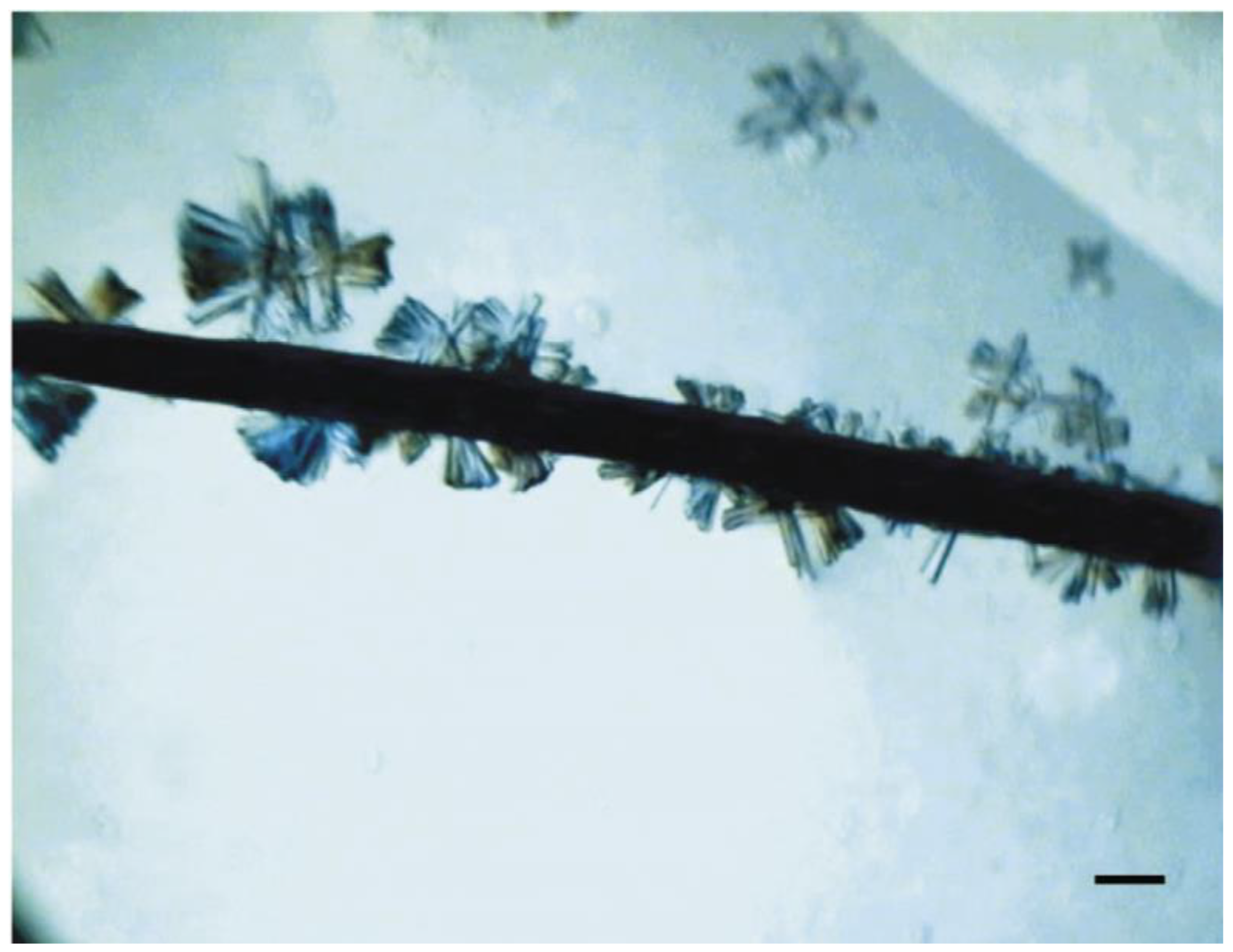 Biomimetics 08 00068 g002