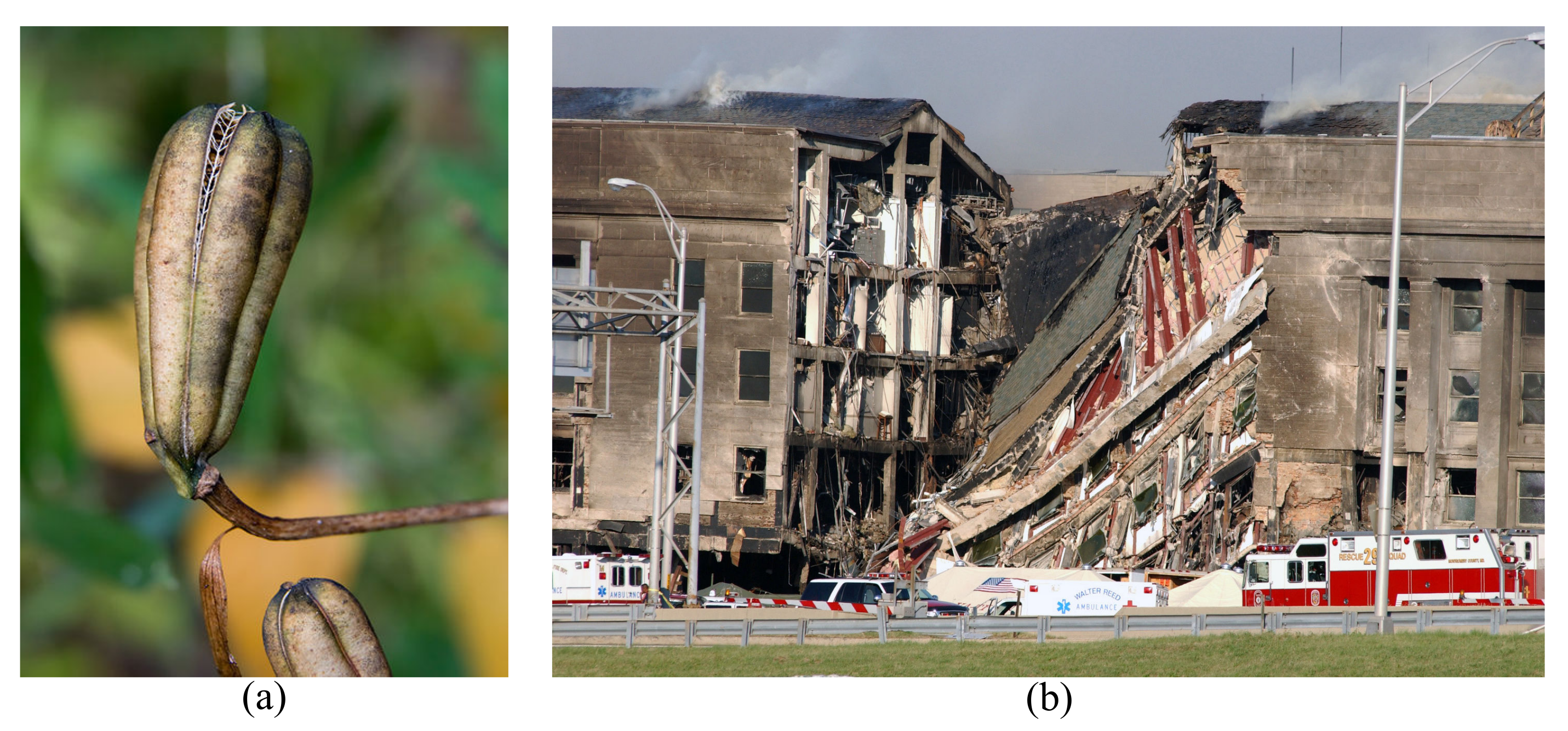 Biomimetics 08 00095 g001