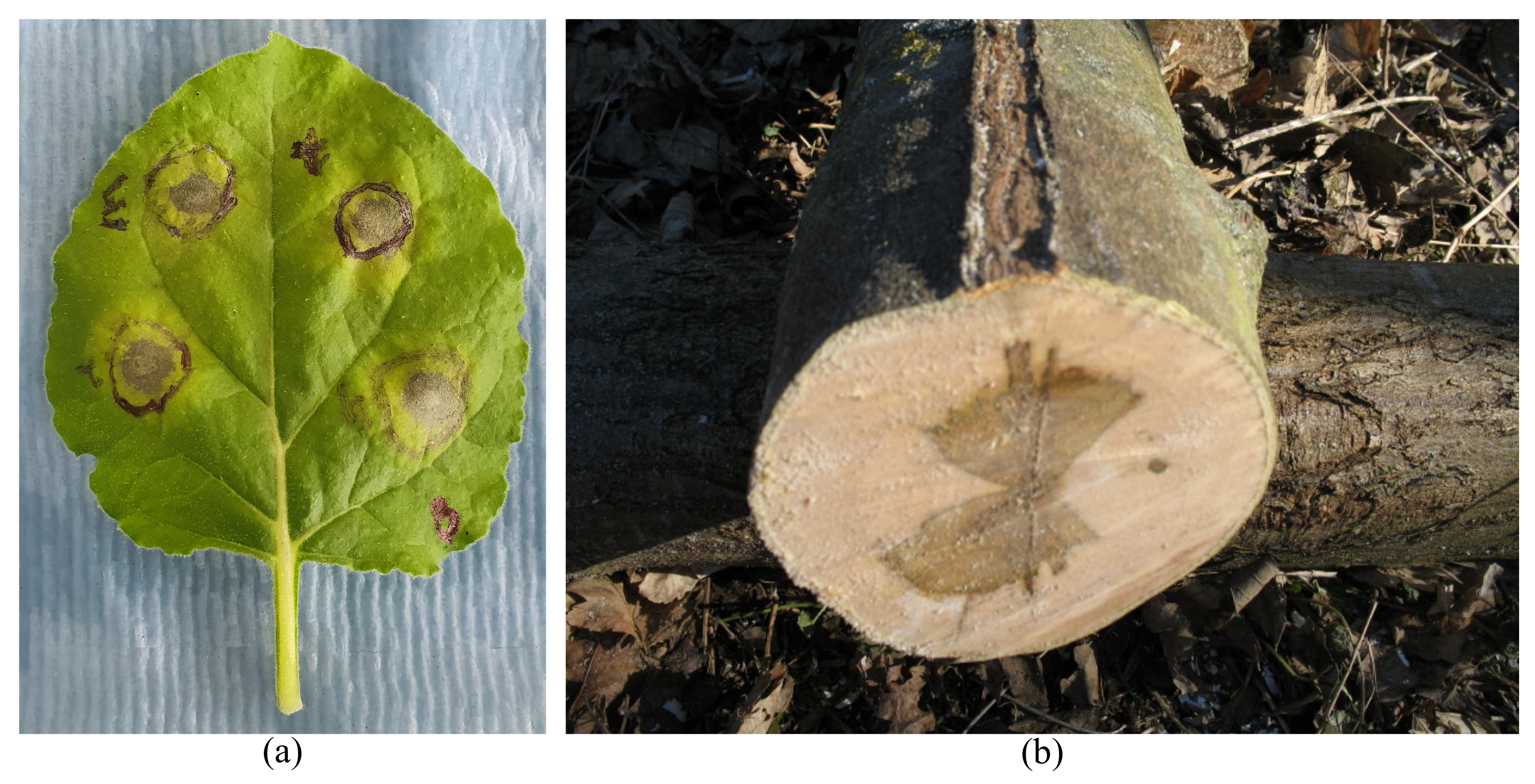 Biomimetics 08 00095 g003