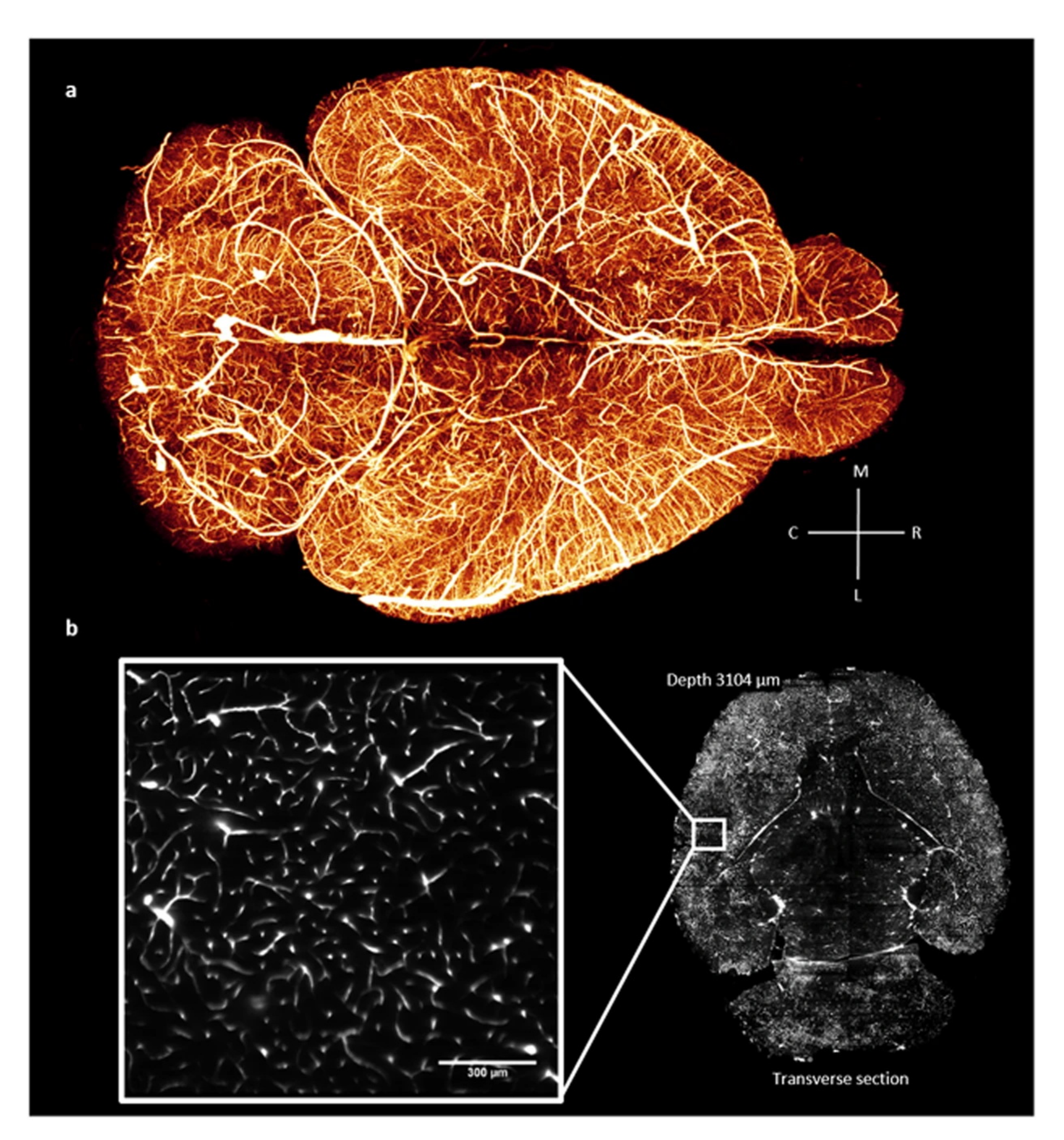 Biomimetics 08 00095 g005