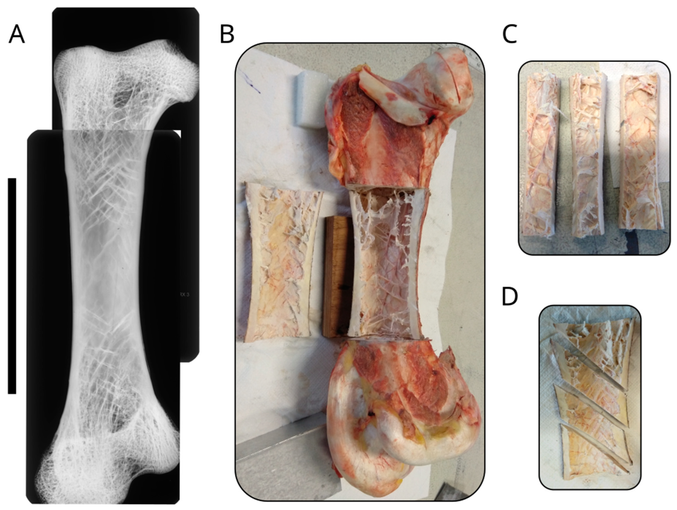Biomimetics 08 00098 g002