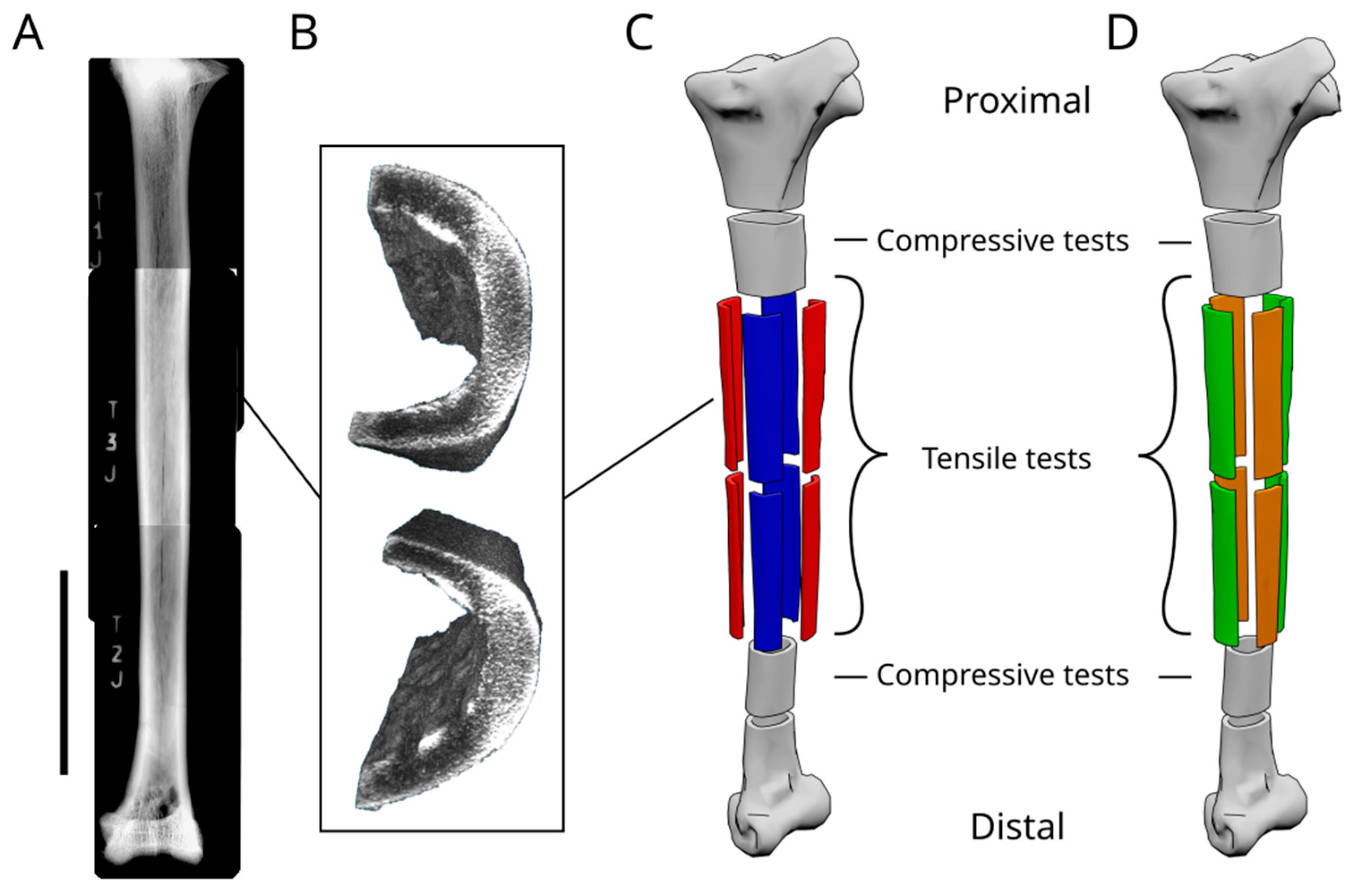 Biomimetics 08 00098 g003