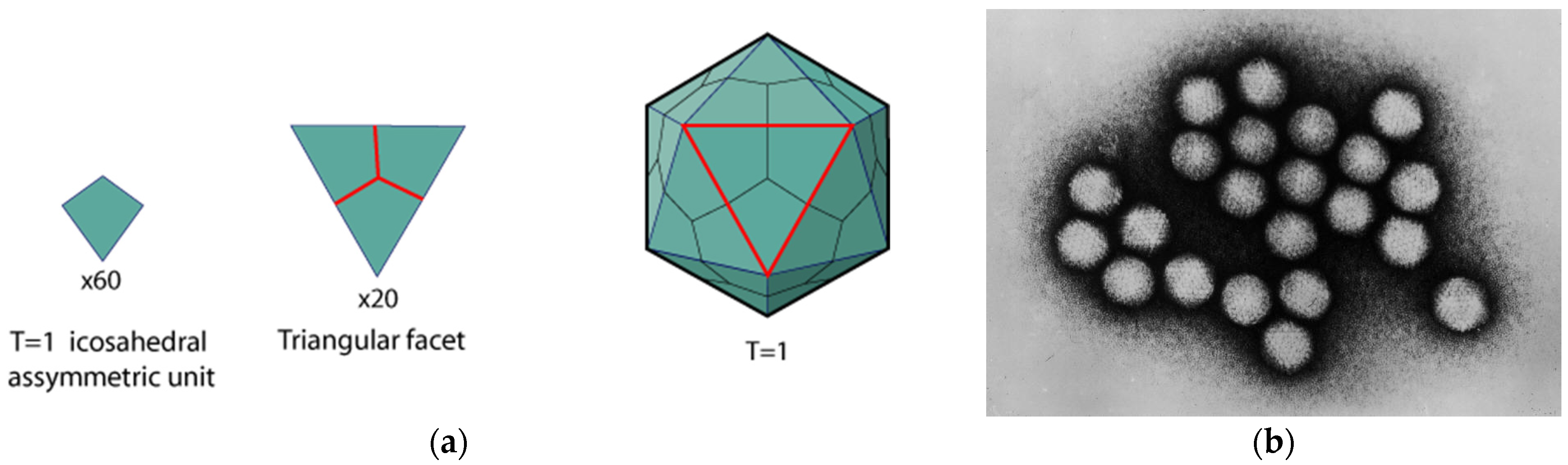 Biomimetics 08 00102 g001