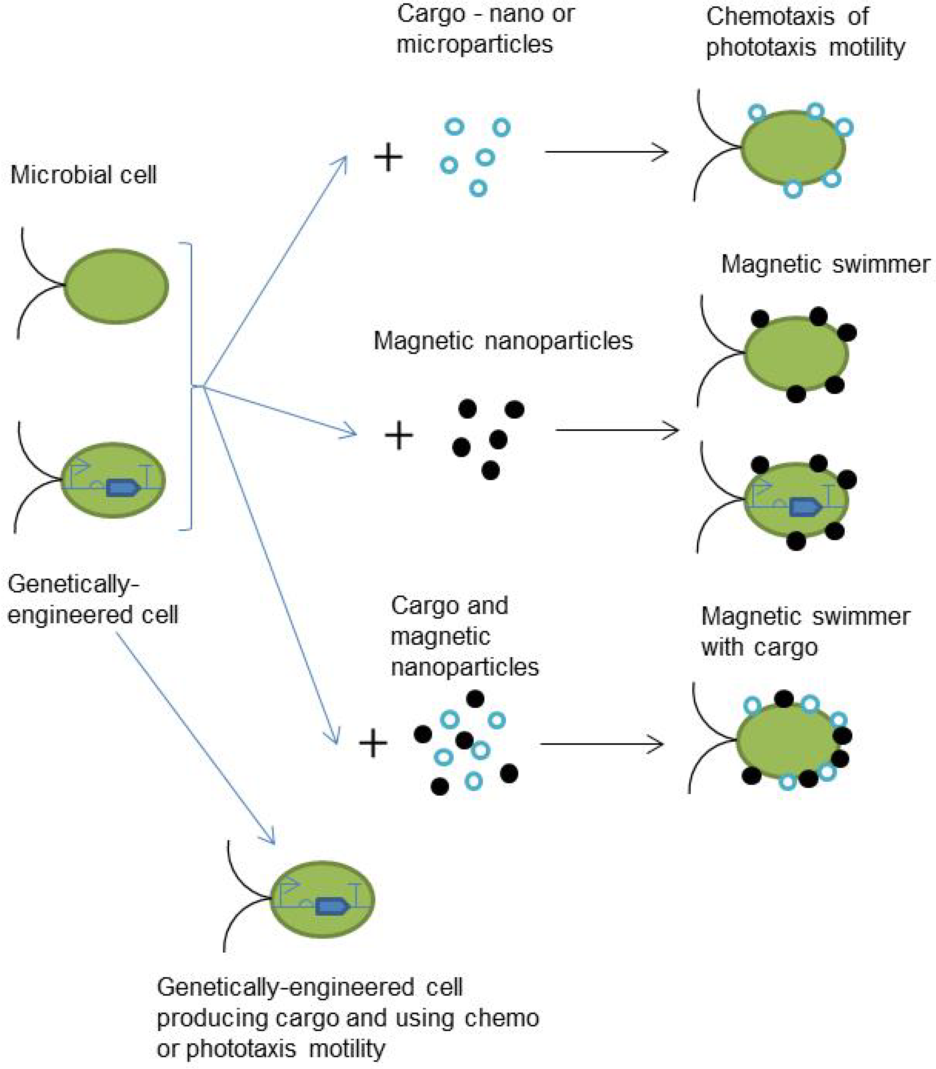 Biomimetics 08 00109 g001