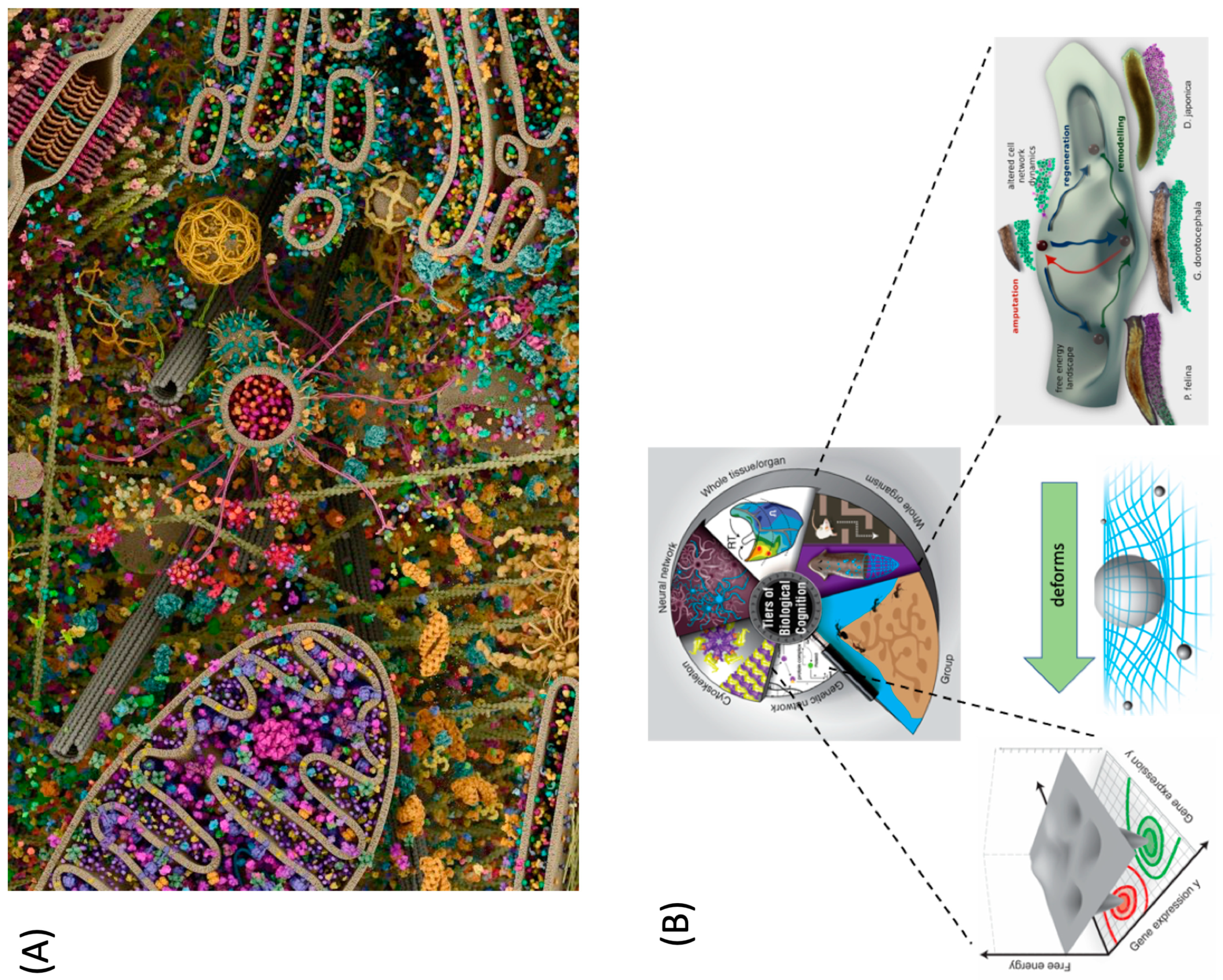 Biomimetics 08 00110 g003 Biomimetics 08 00110 g003