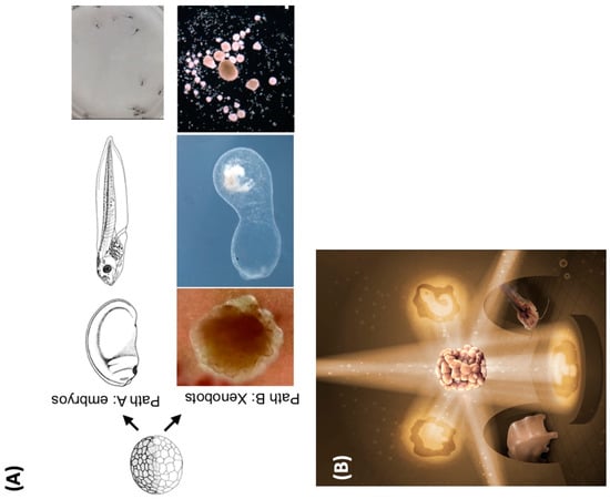 Biomimetics 08 00110 g004