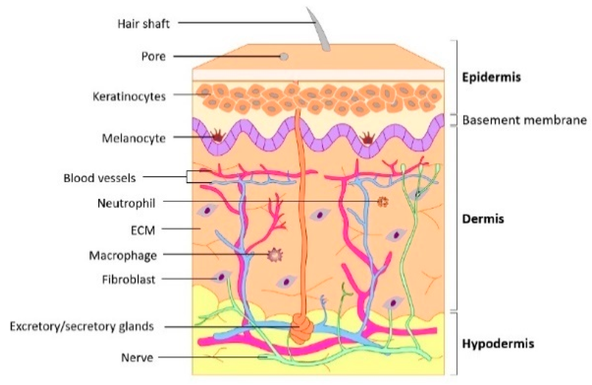 Biomimetics 08 00130 g001