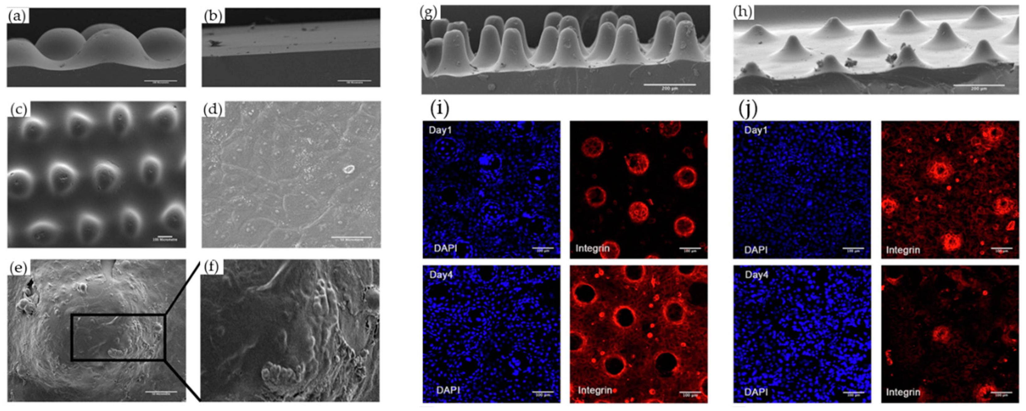 Biomimetics 08 00130 g005