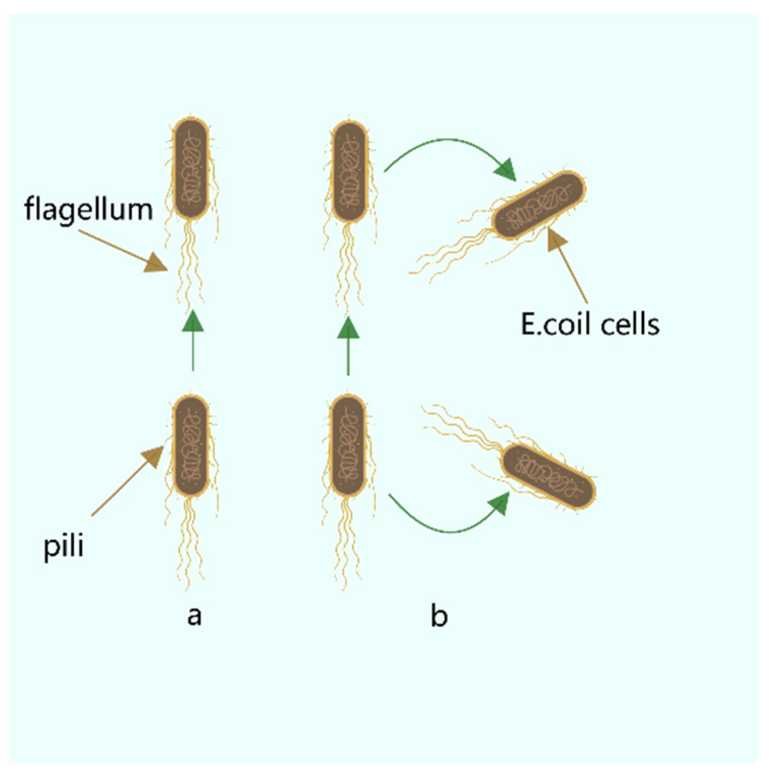 Biomimetics 08 00150 g002
