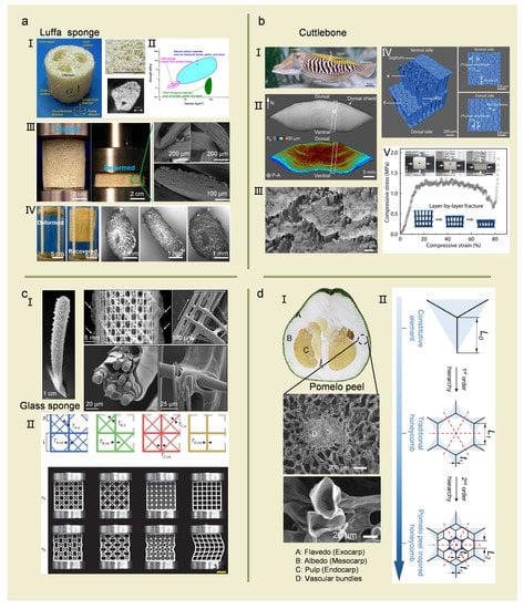 Biomimetics 08 00153 g002