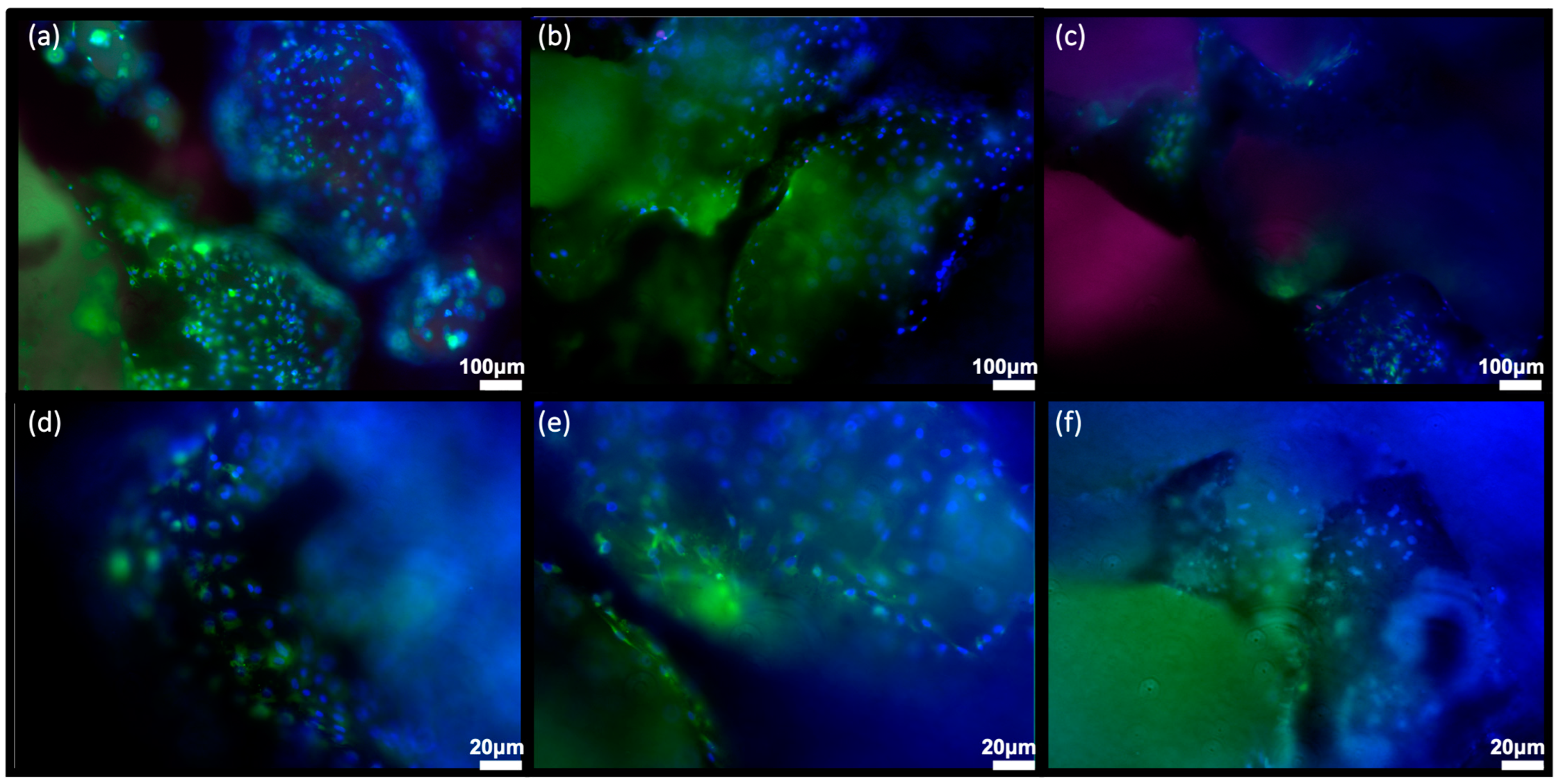 Biomimetics 08 00185 g007