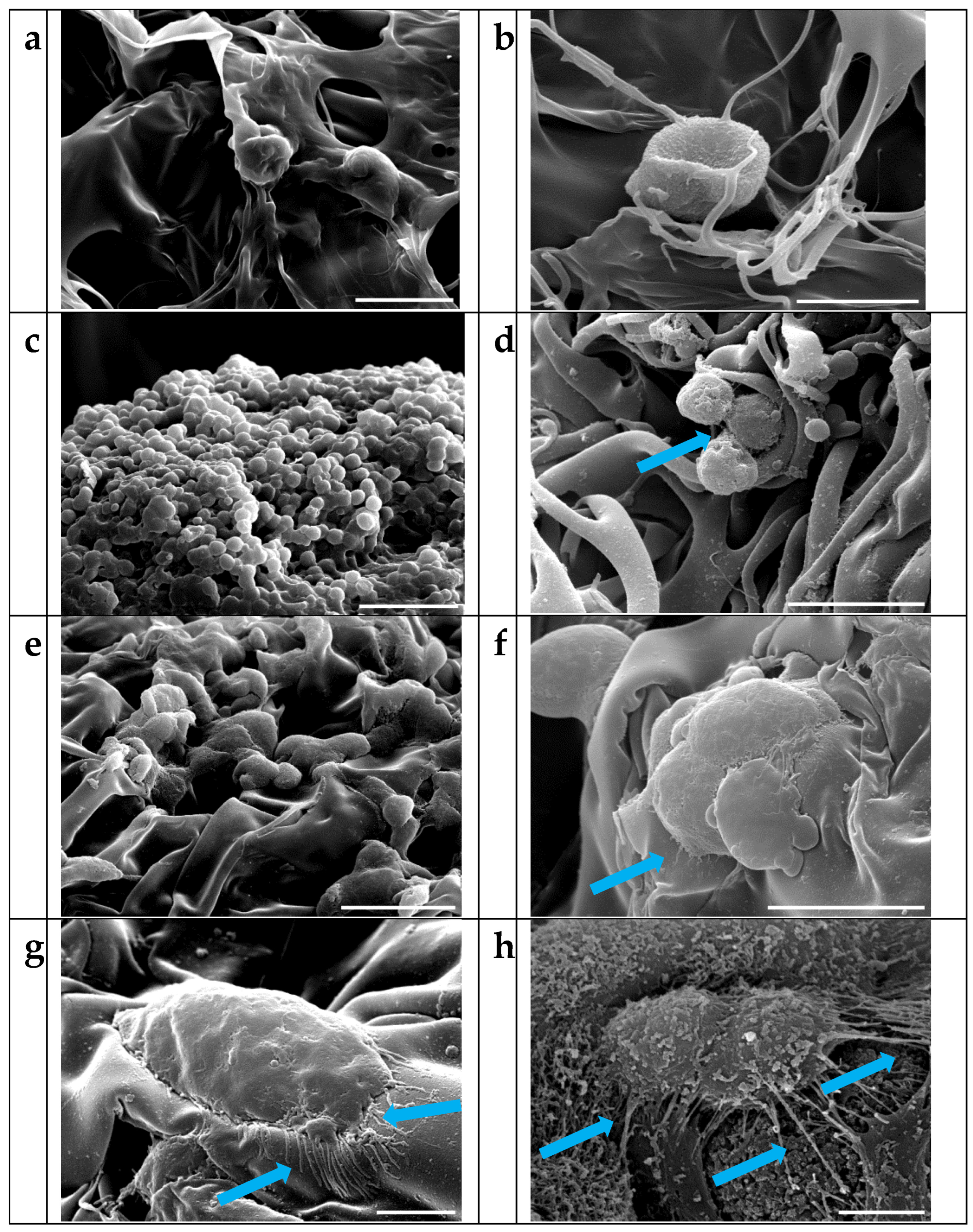 Biomimetics 08 00193 g006