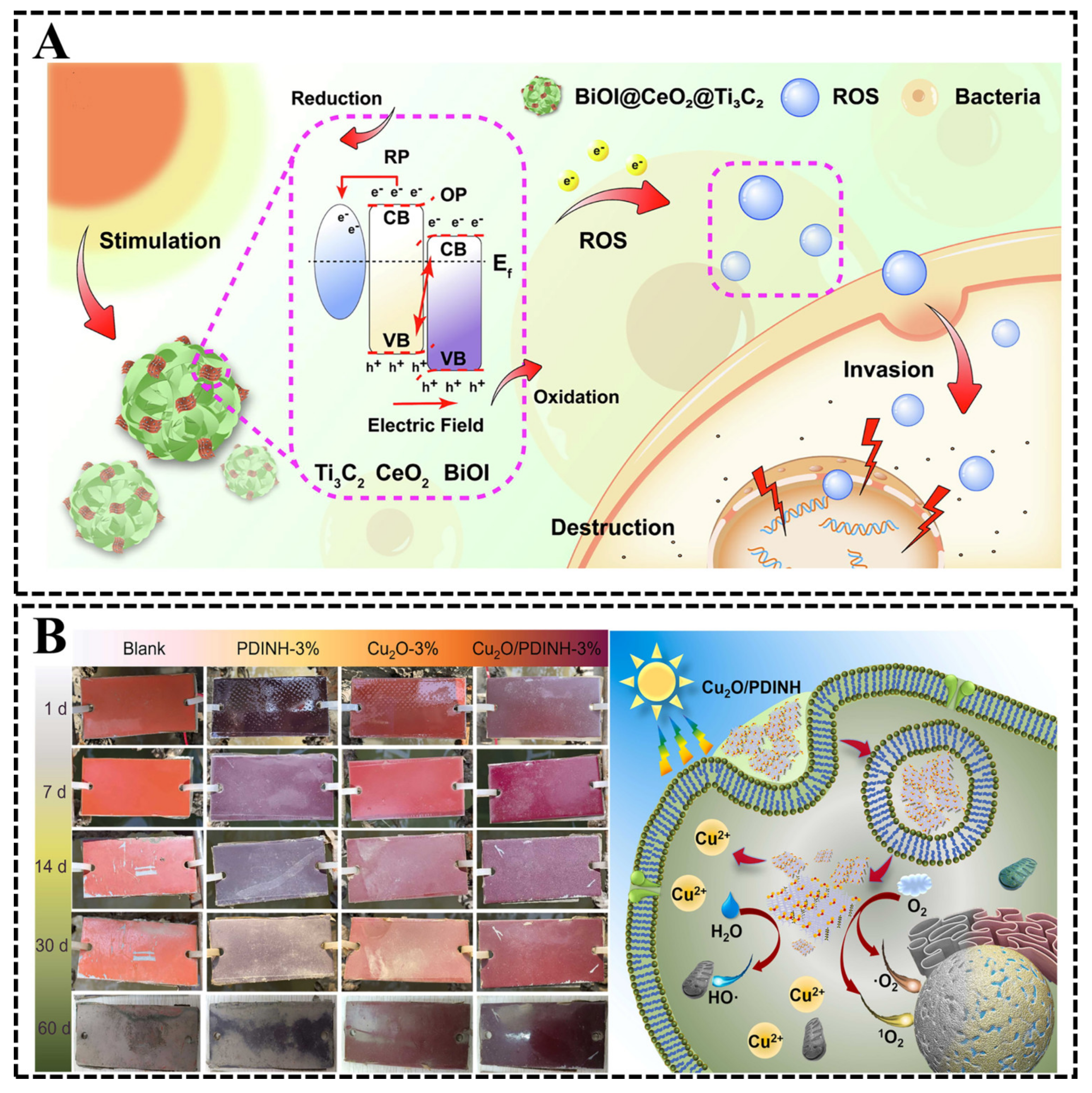 Biomimetics 08 00200 g013
