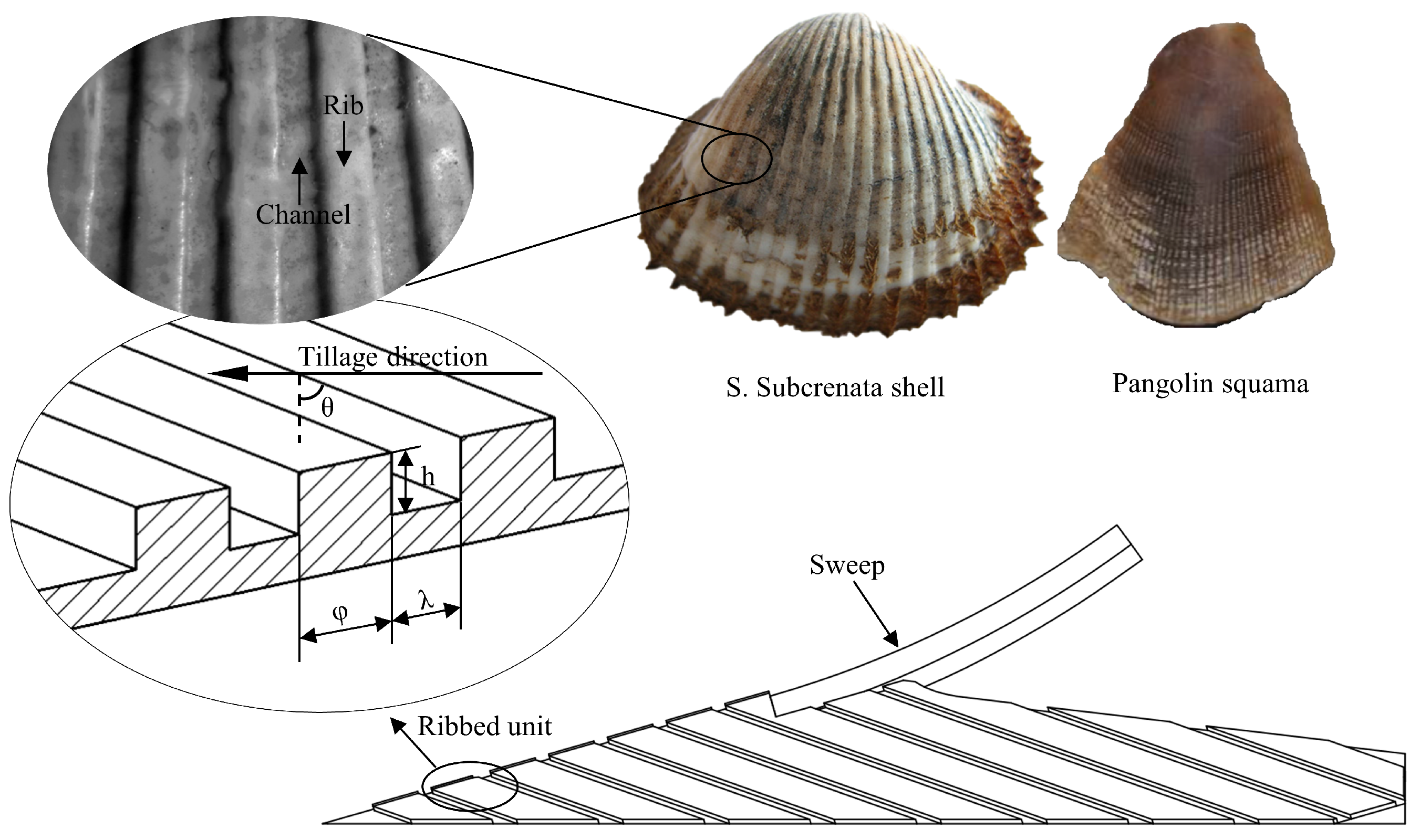 Biomimetics 08 00201 g001