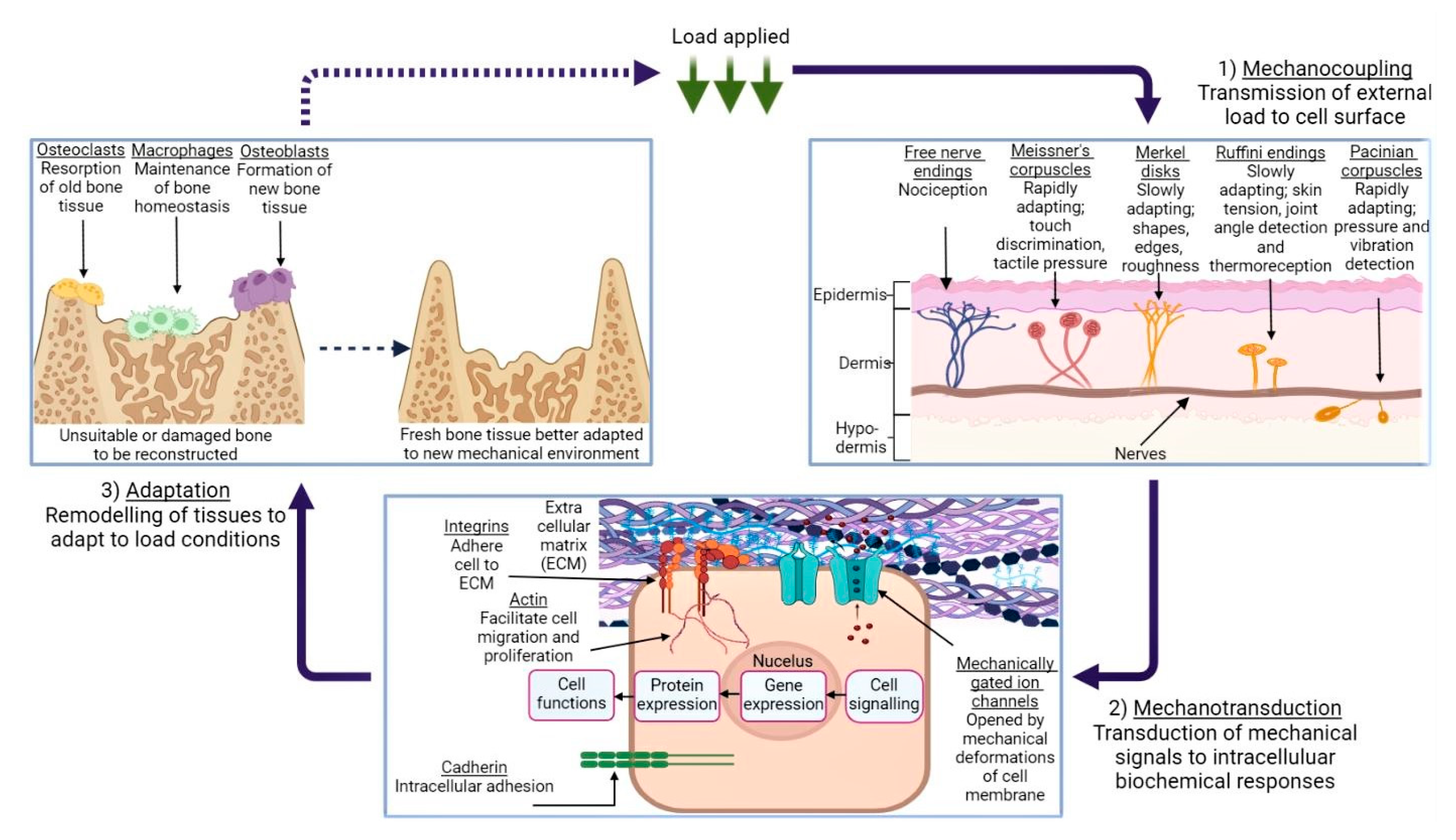 Biomimetics 08 00205 g002