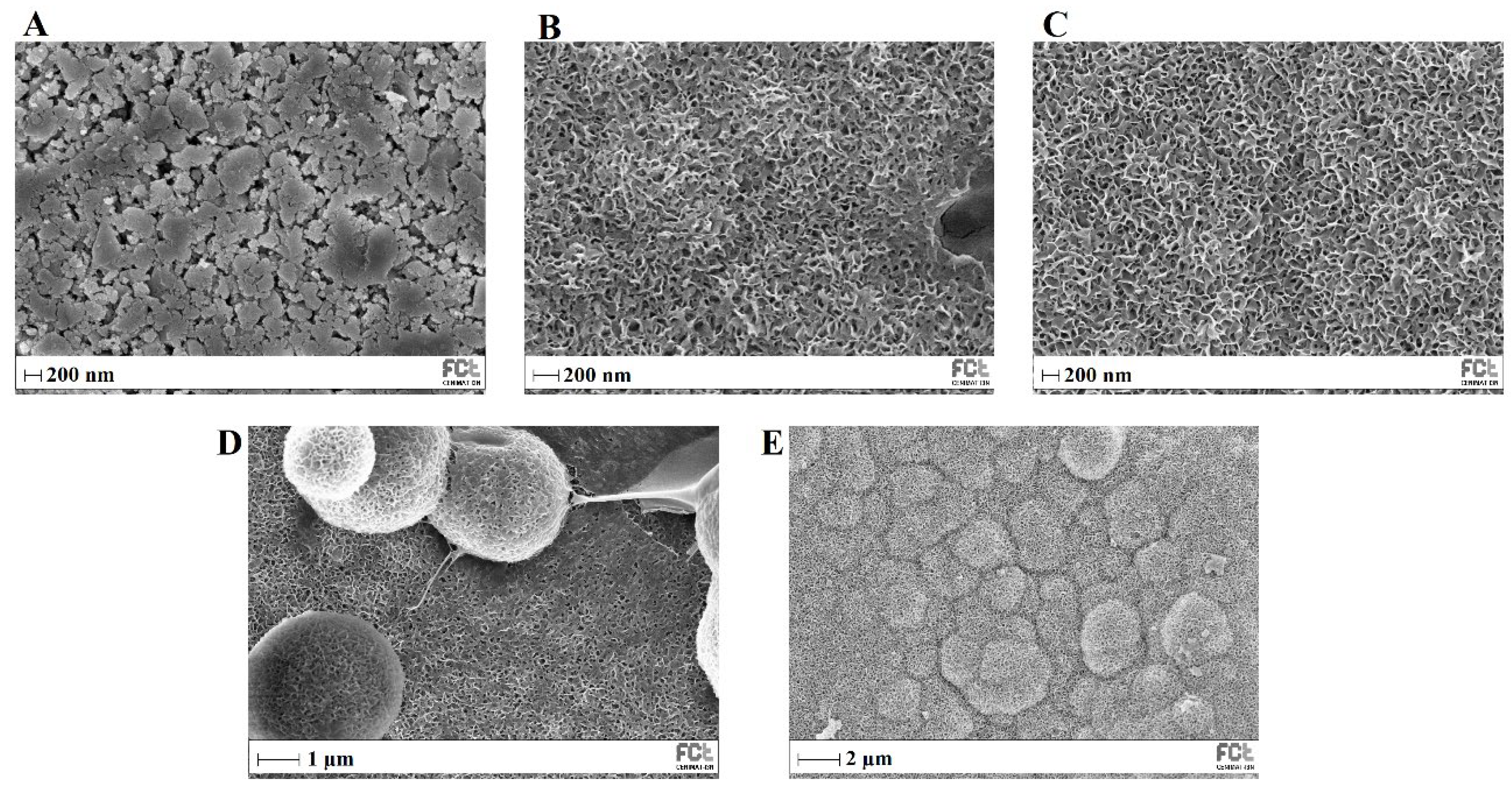 Biomimetics 08 00206 g013