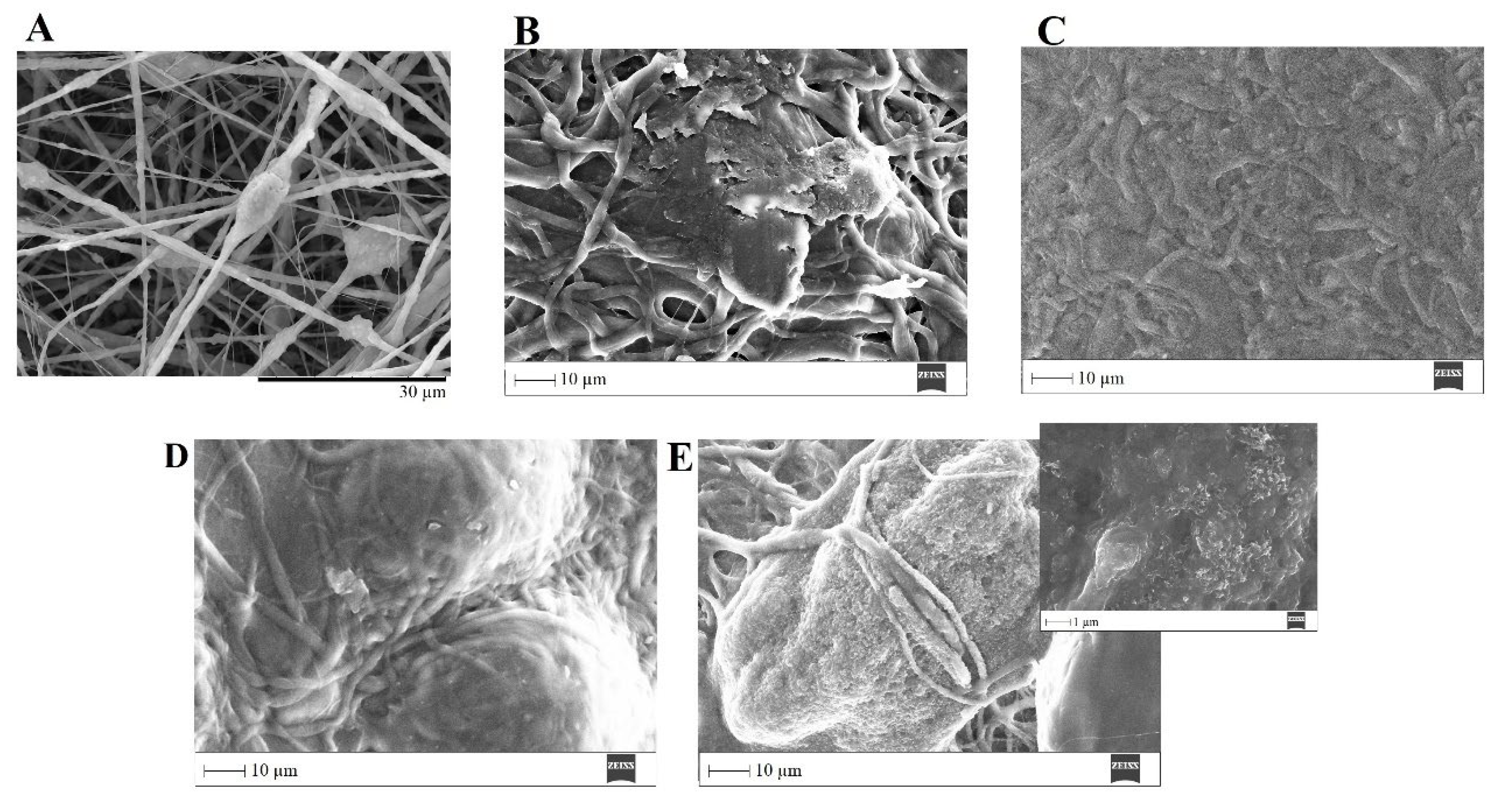 Biomimetics 08 00206 g015