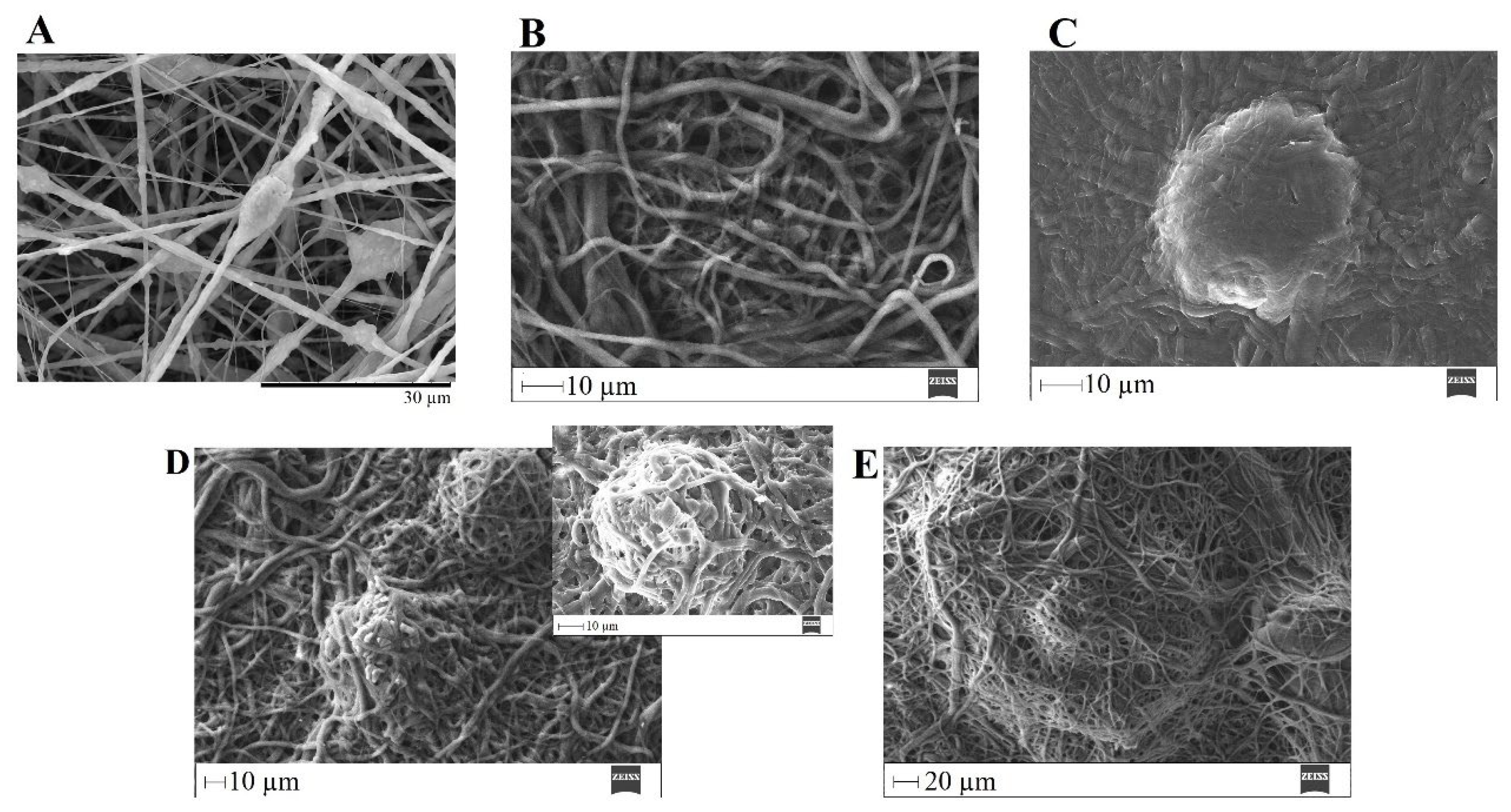 Biomimetics 08 00206 g016