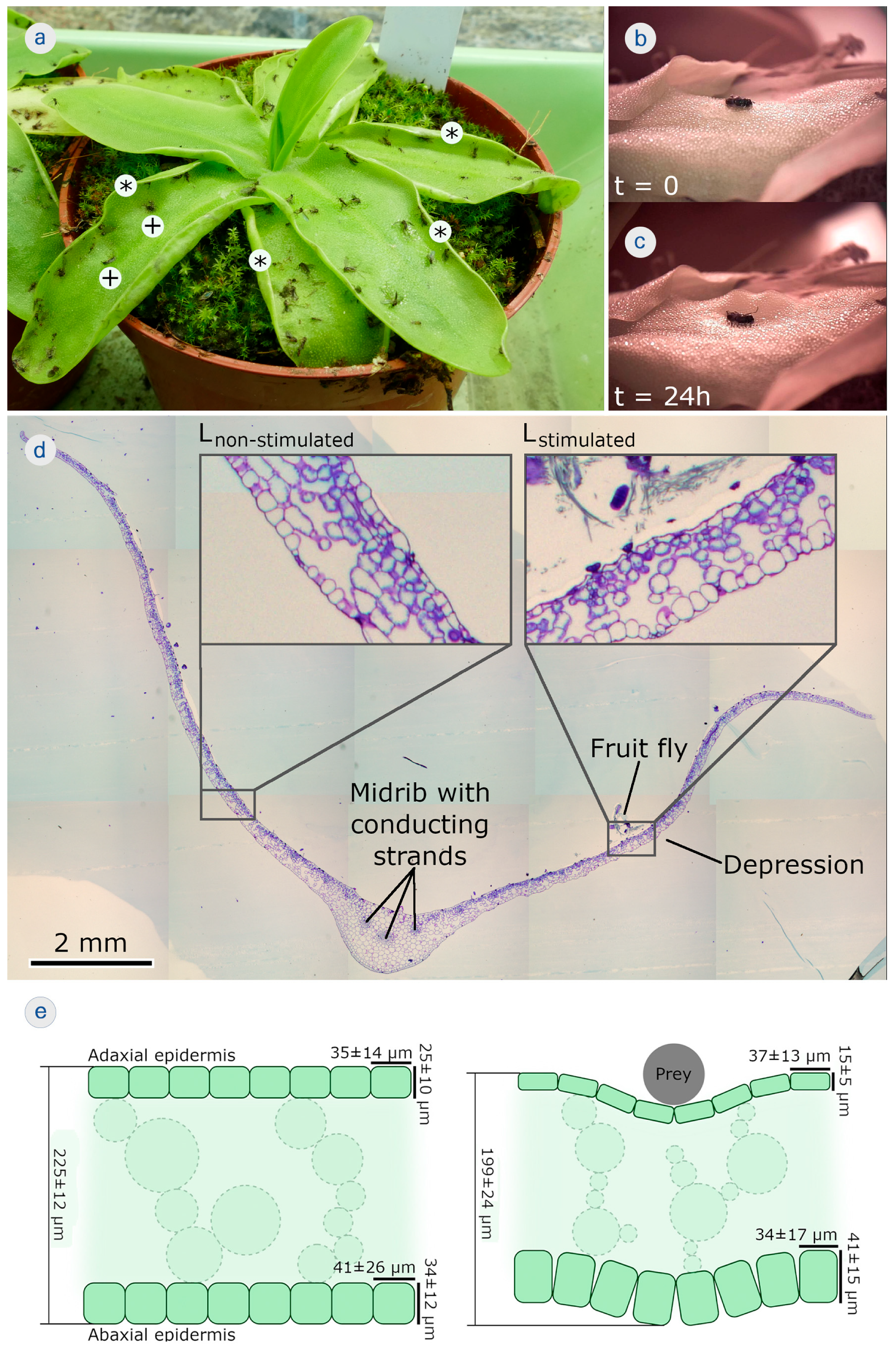 Biomimetics 08 00233 g004 Biomimetics 08 00233 g004
